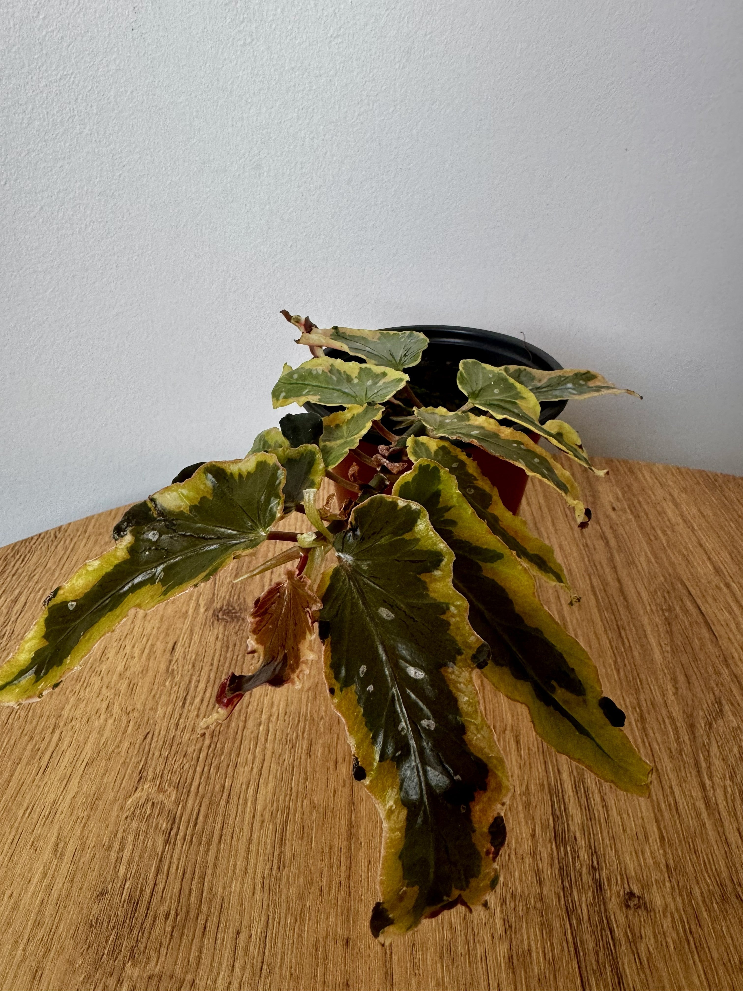 Begonia Dainty Spray Sport Variegated