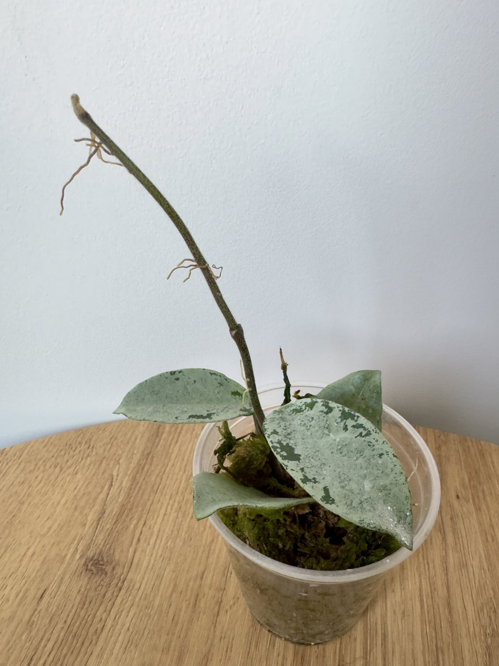 Hoya Nova Ghost