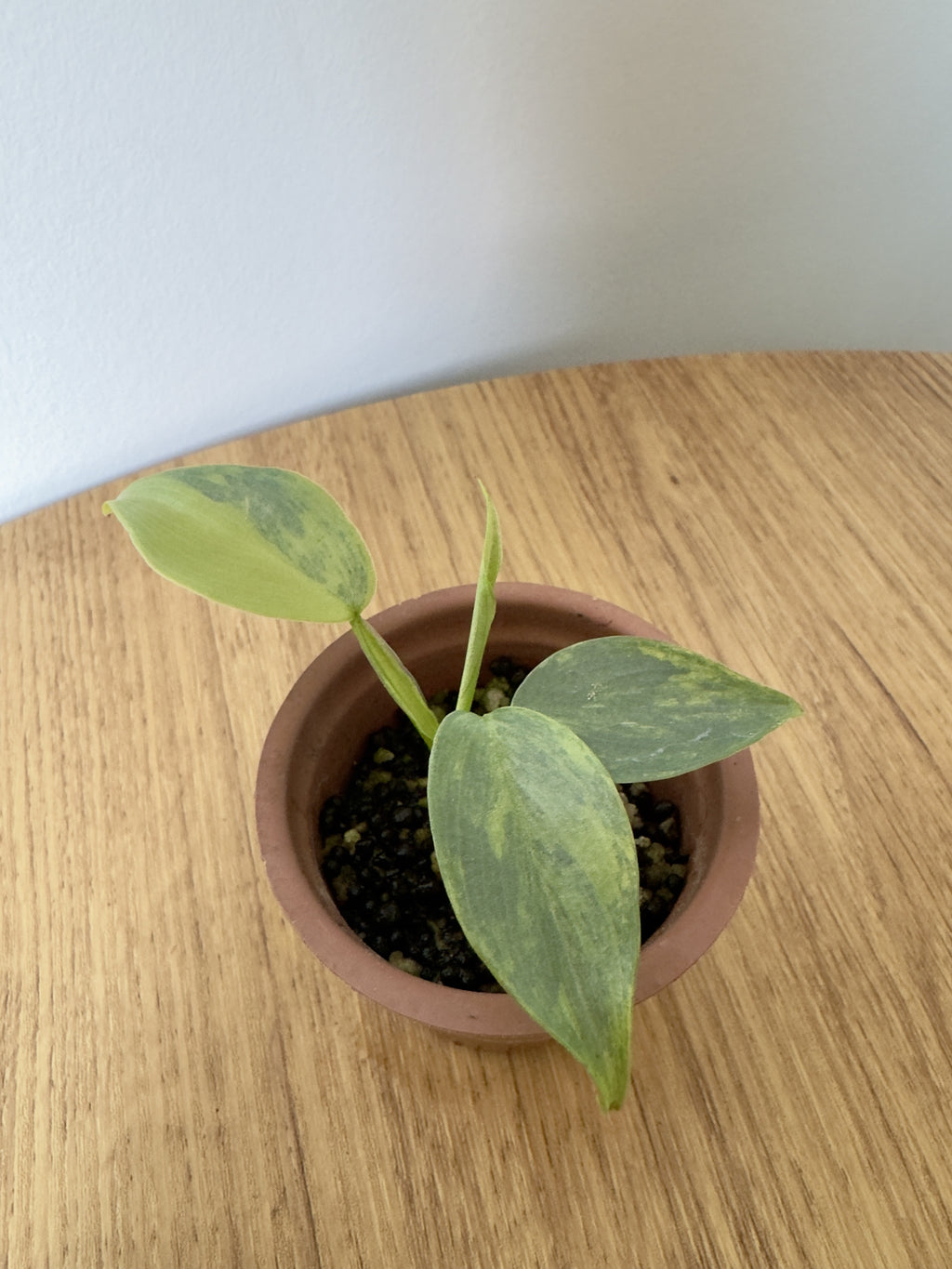 Philodendron Silver Sword Variegated