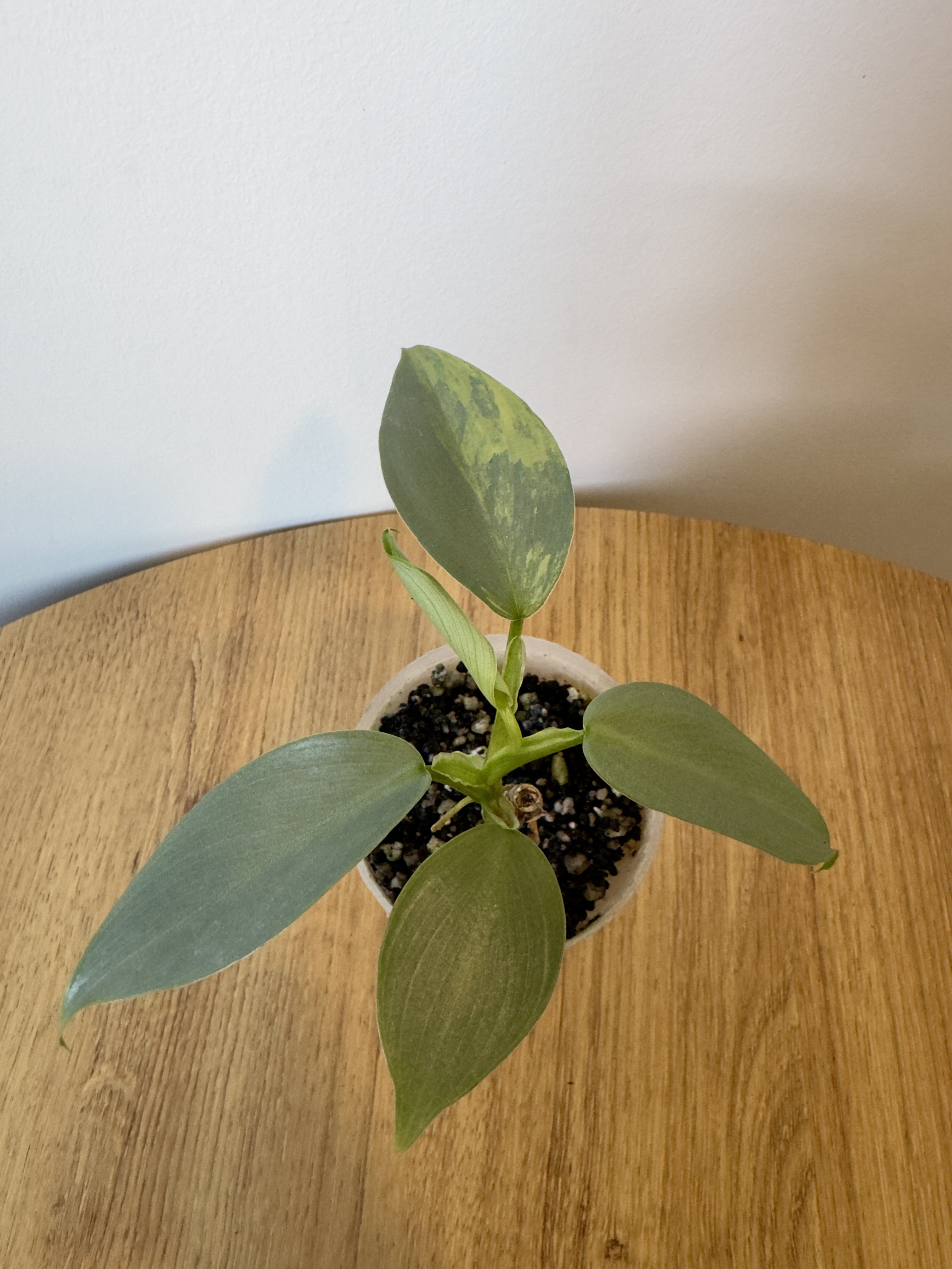 Philodendron Silver Sword Variegated