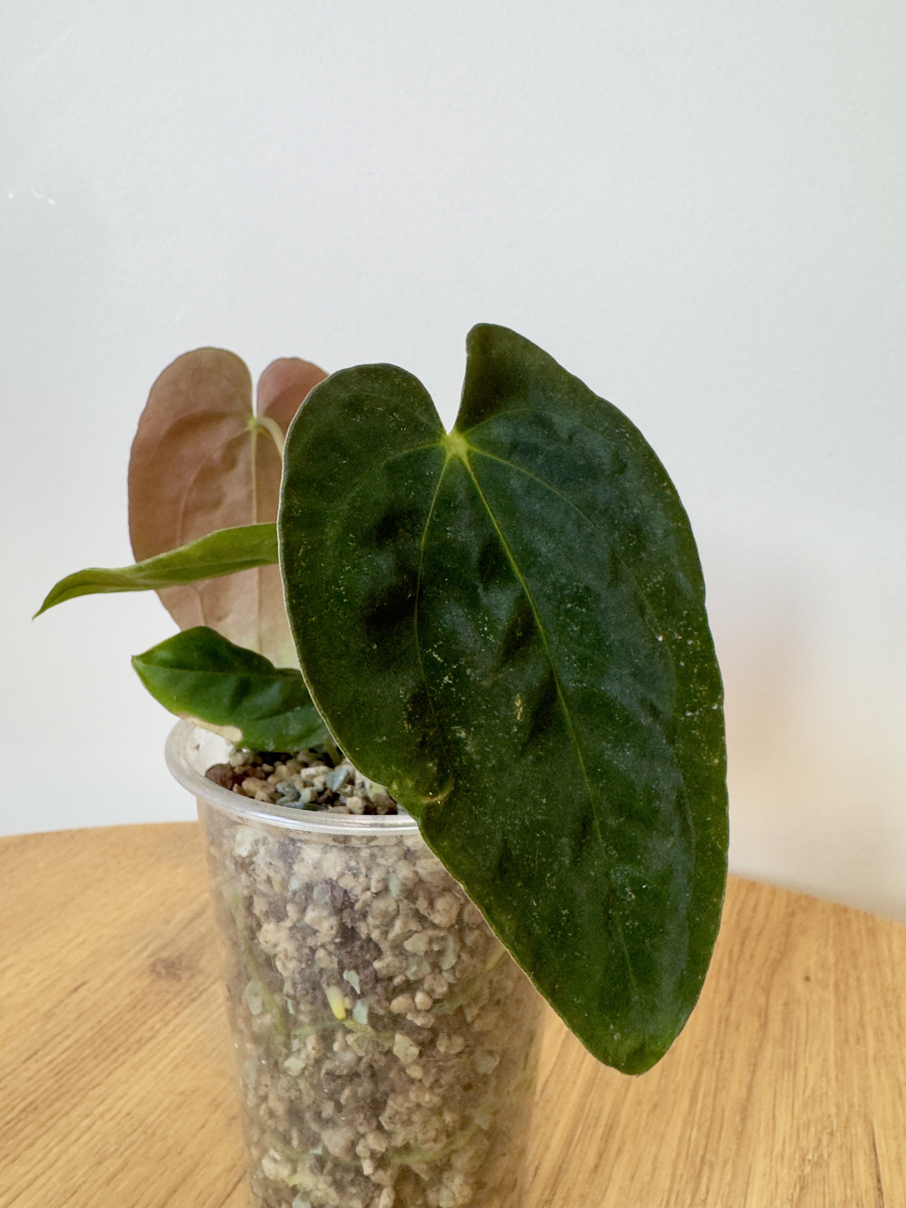 Anthurium Papillilaminum 'Sunrise'