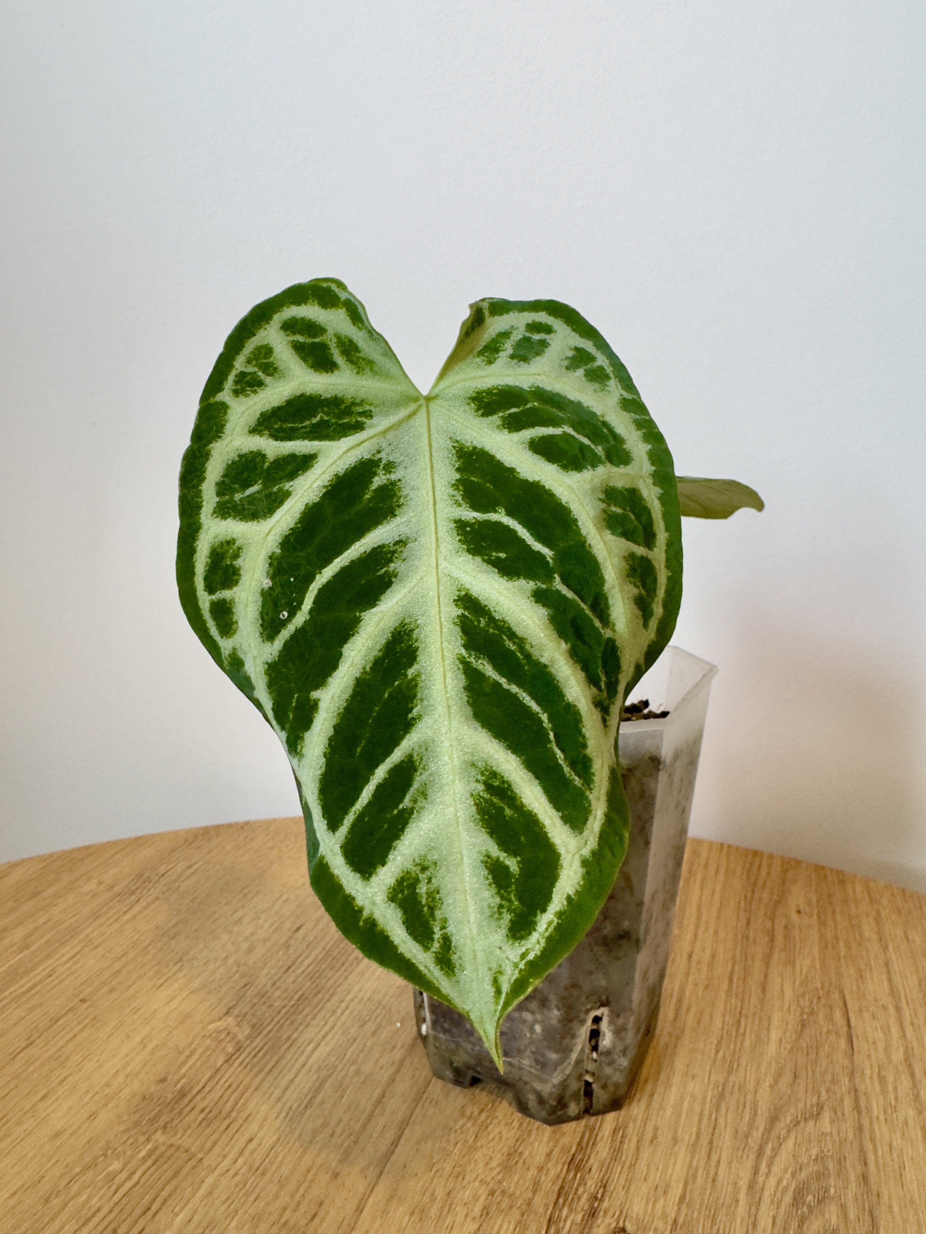 Anthurium Crystallinum x NOID