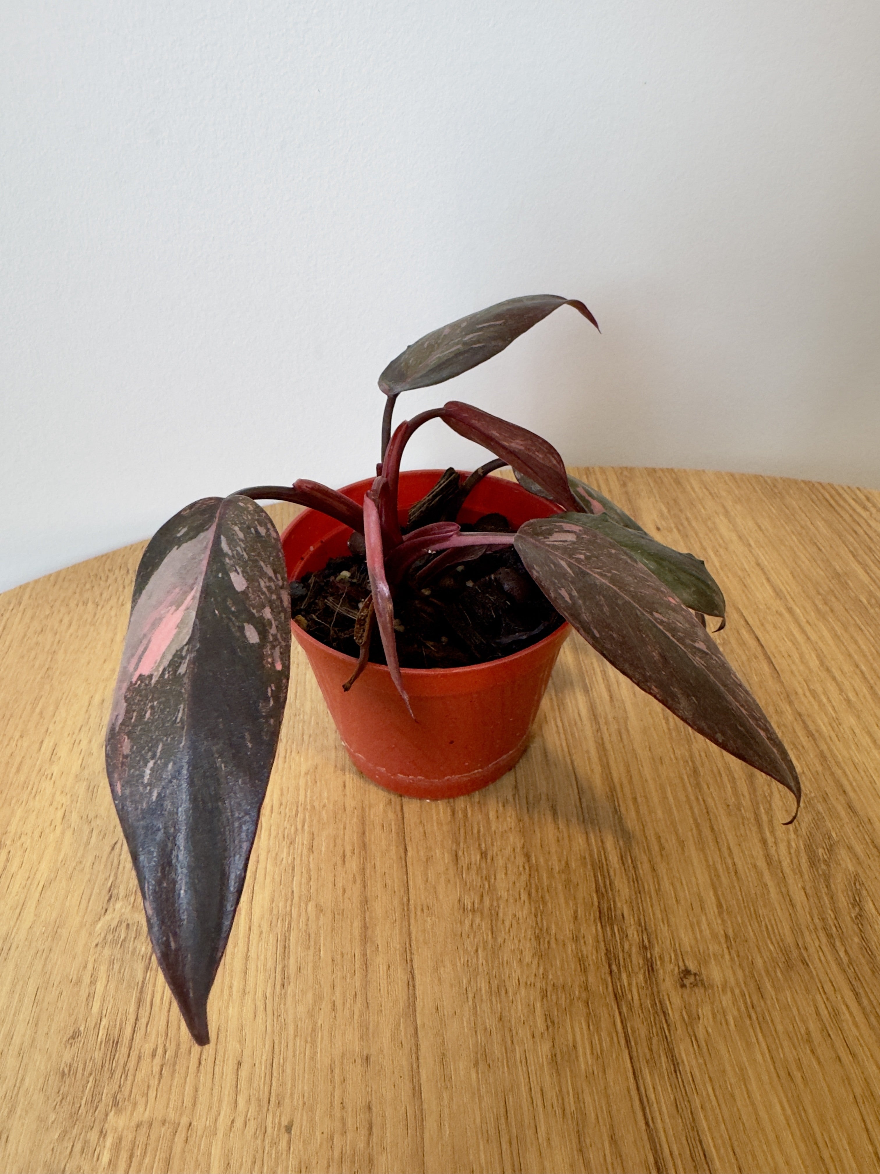 Philodendron Pink Princess Galaxy