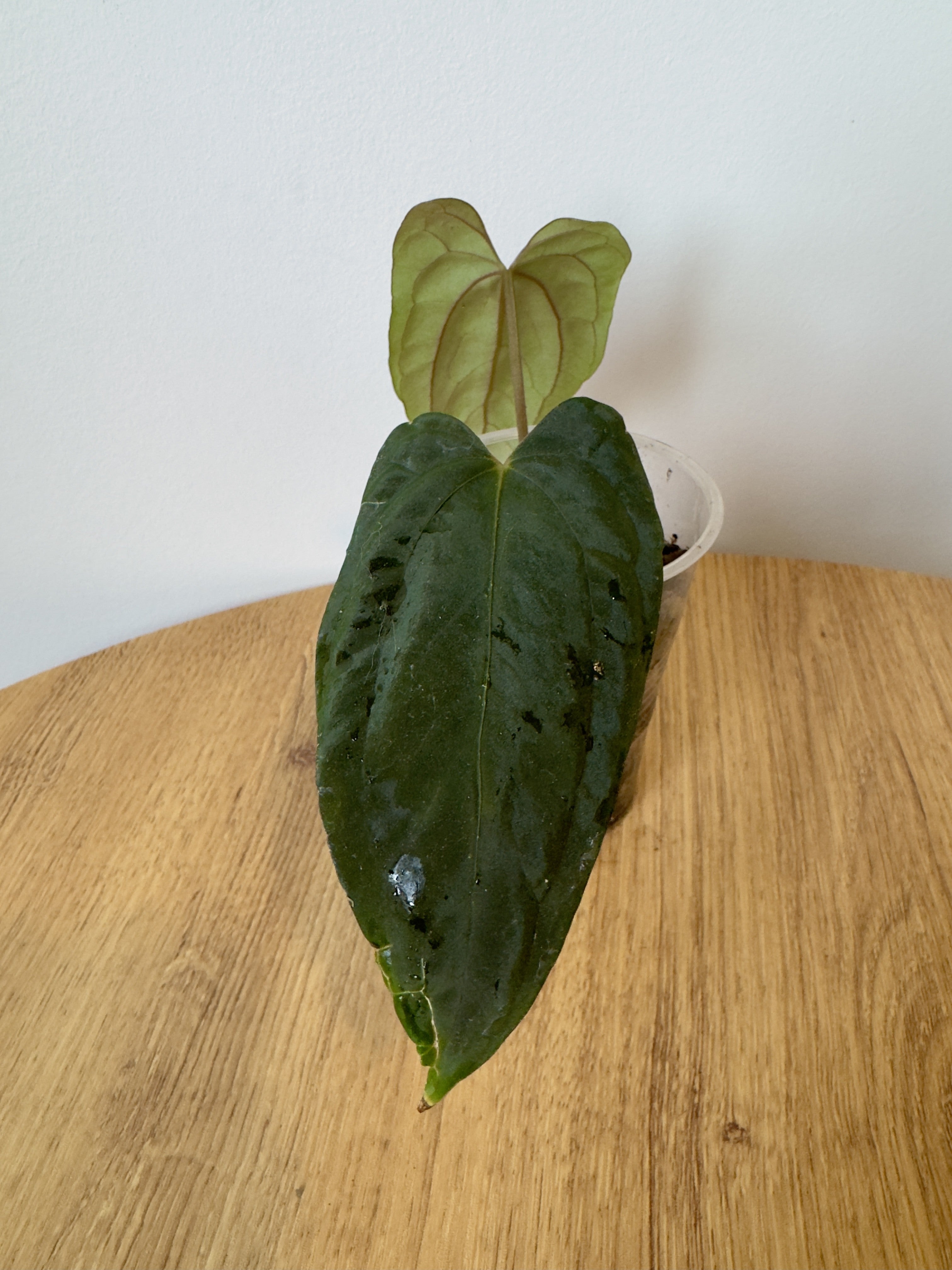 Anthurium Ralph Lynam x Self