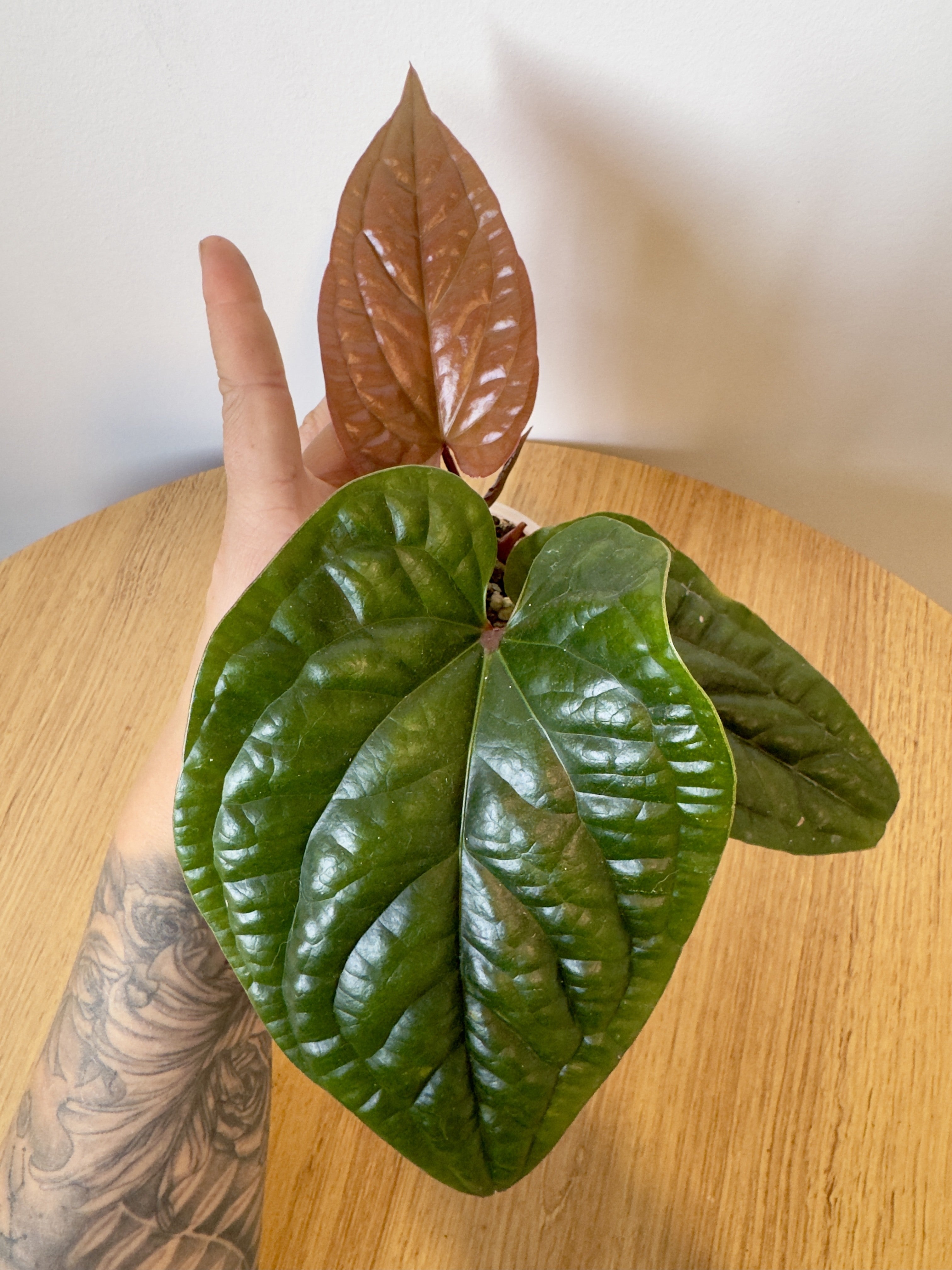 Anthurium Radicans x Luxurians