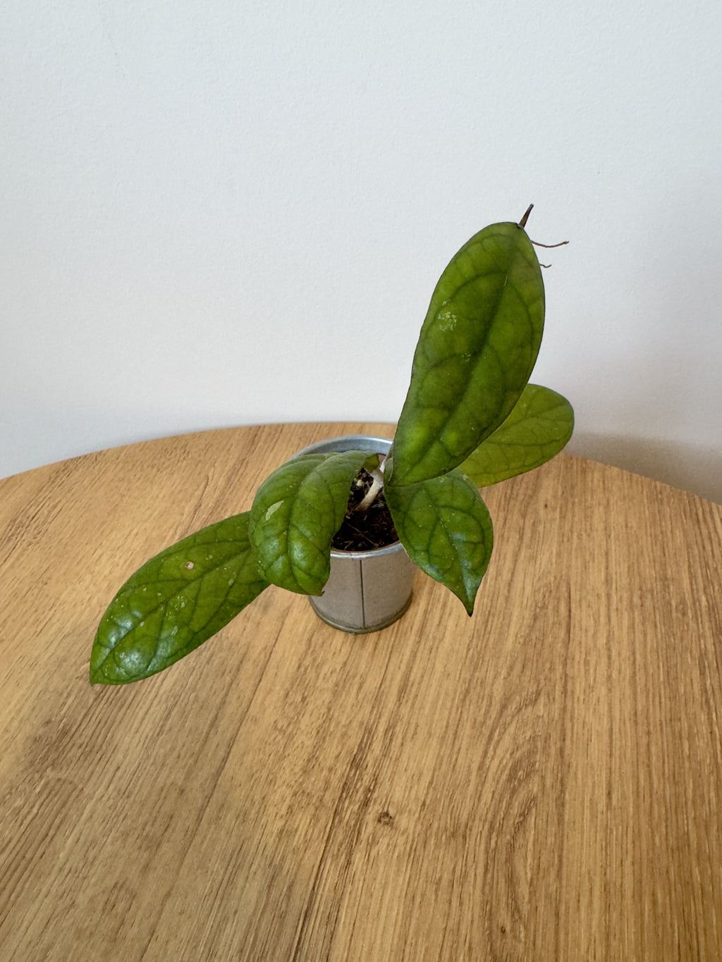 Hoya Crassipetiolata