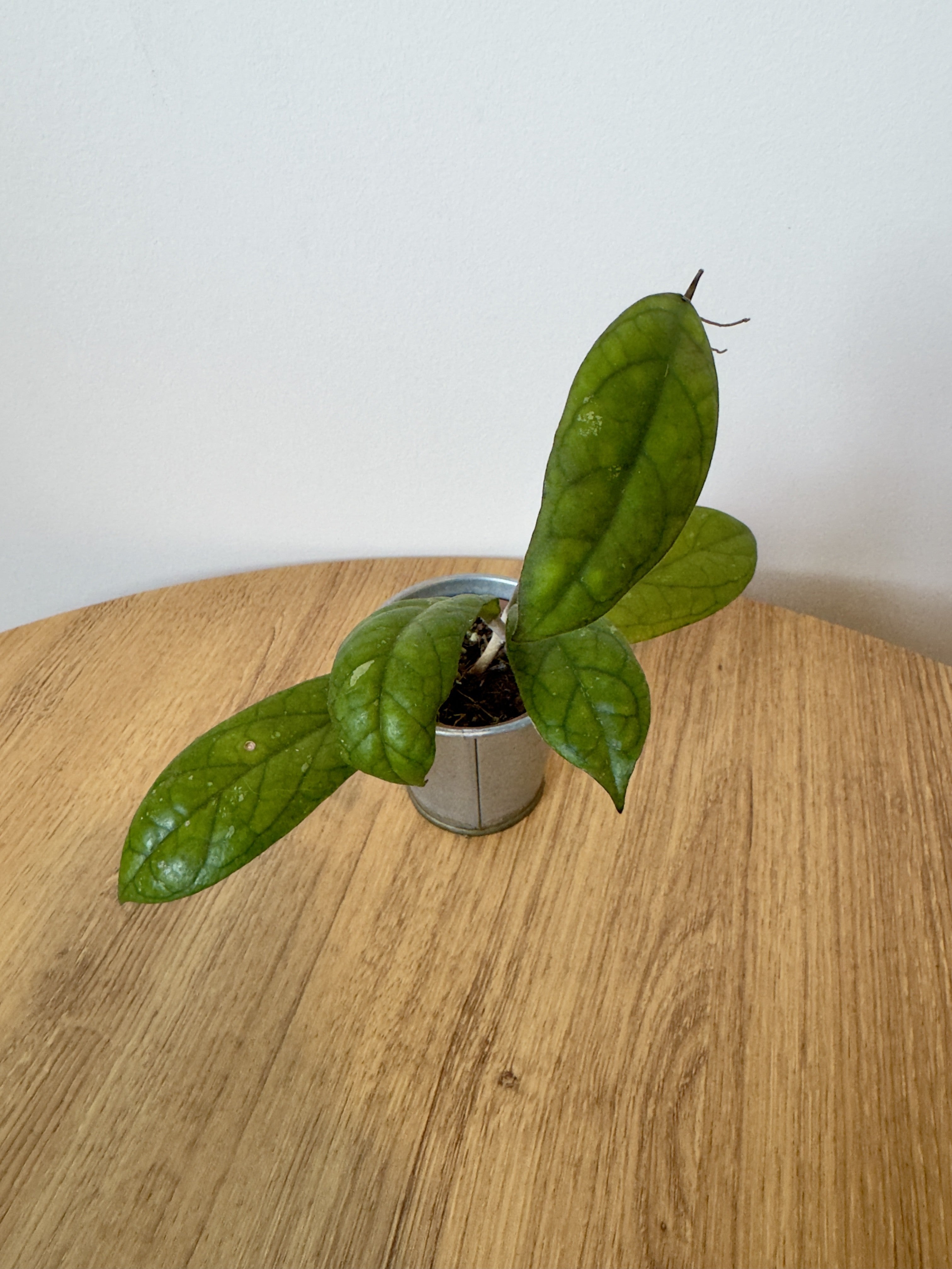 Hoya Crassipetiolata