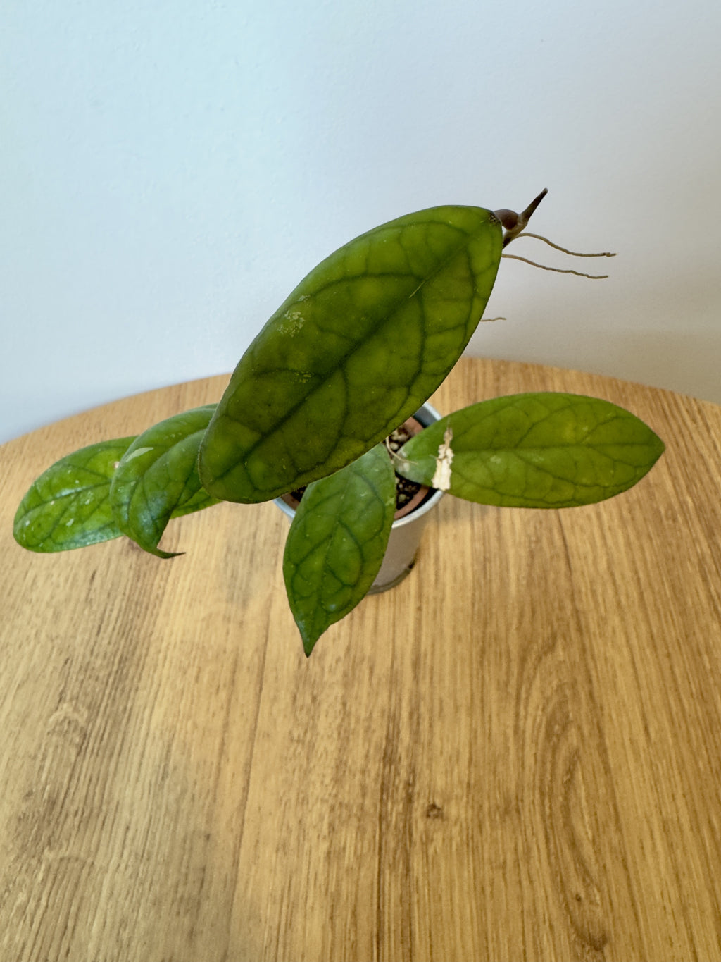 Hoya Crassipetiolata
