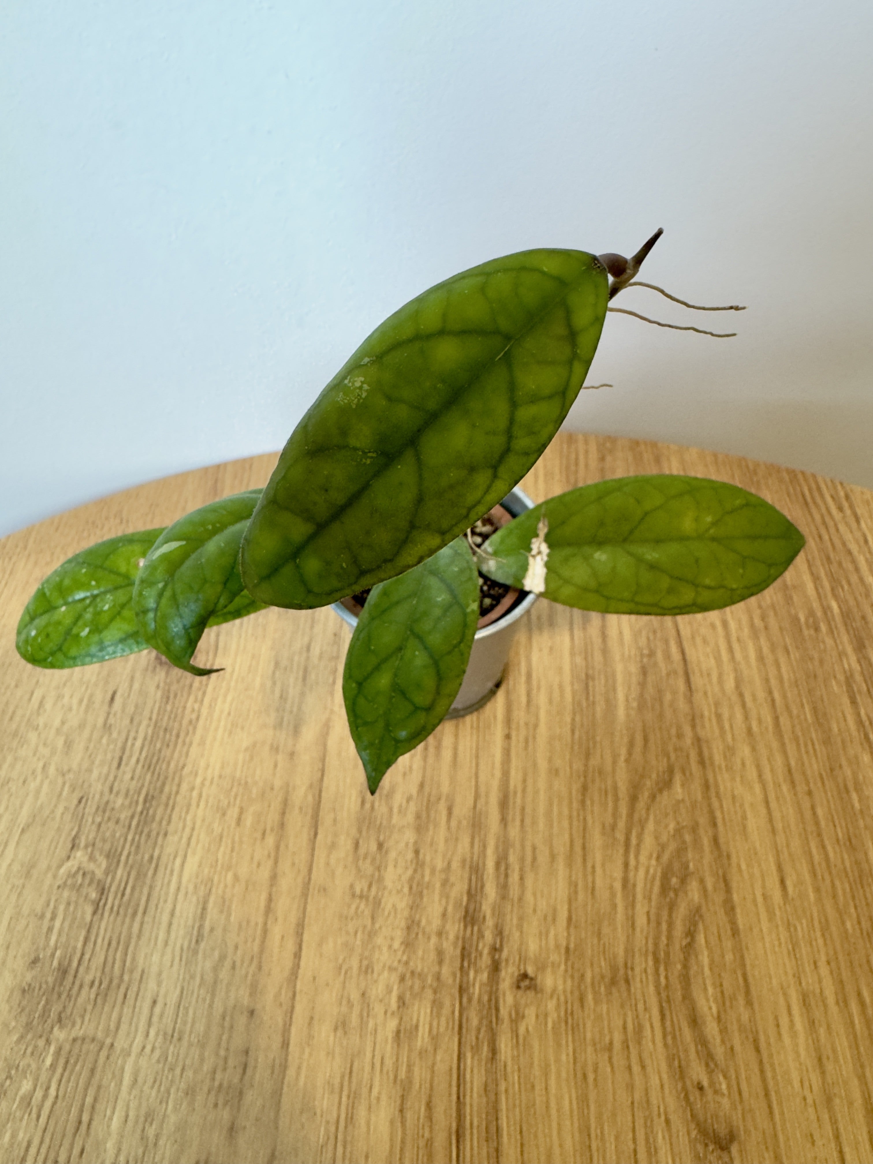 Hoya Crassipetiolata