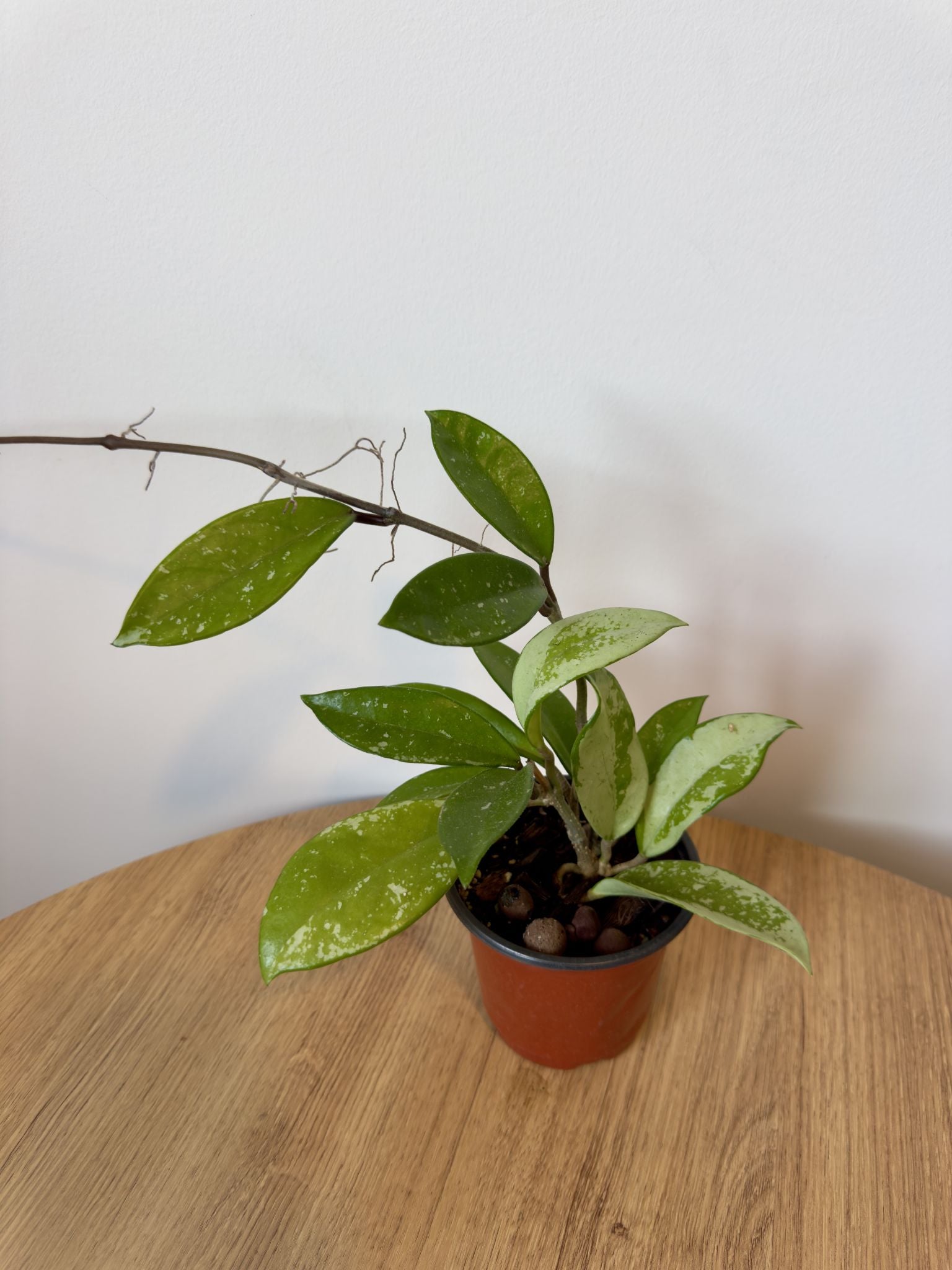 Hoya AH074 Silver