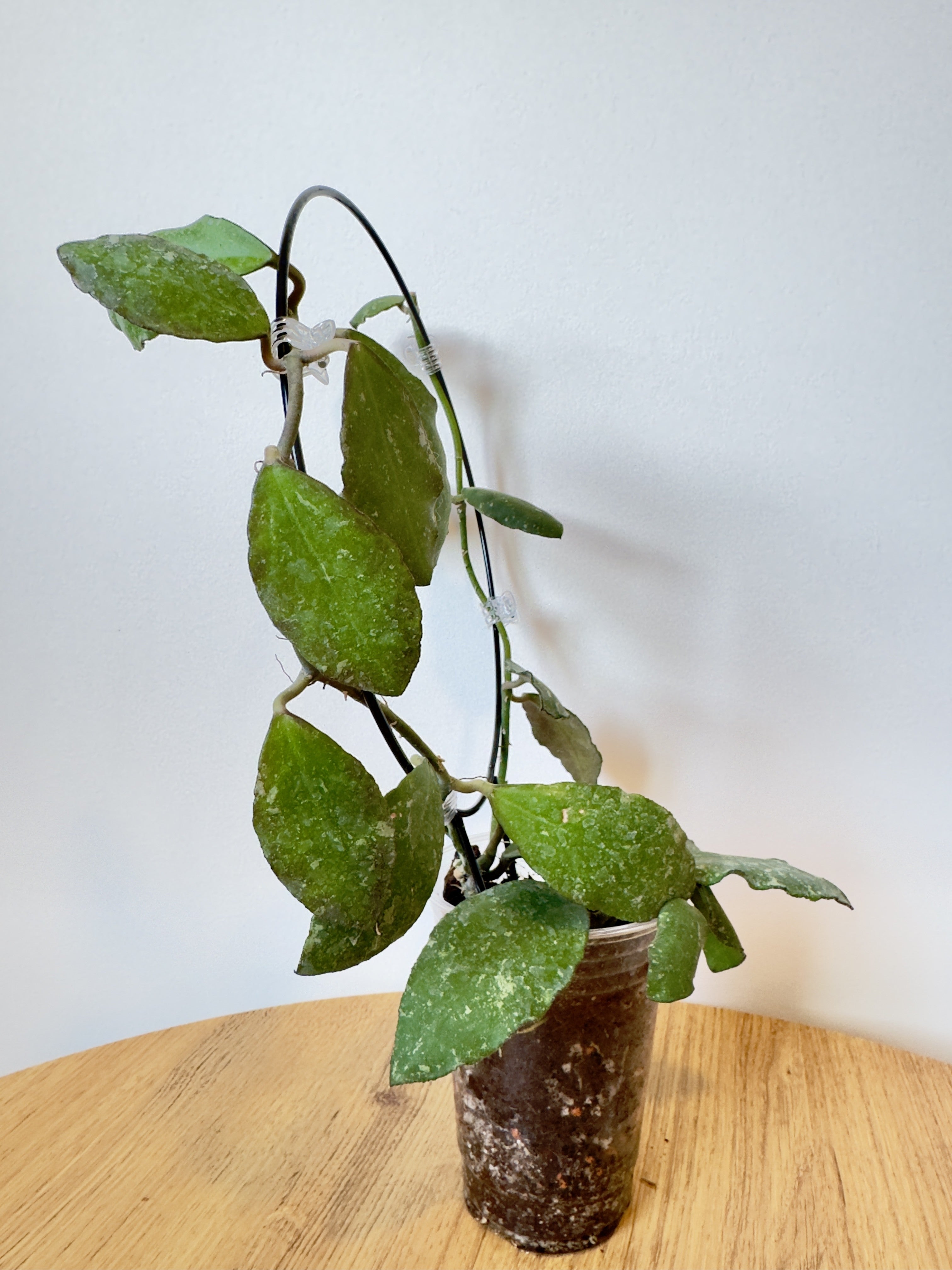 Hoya Red Waymaniae