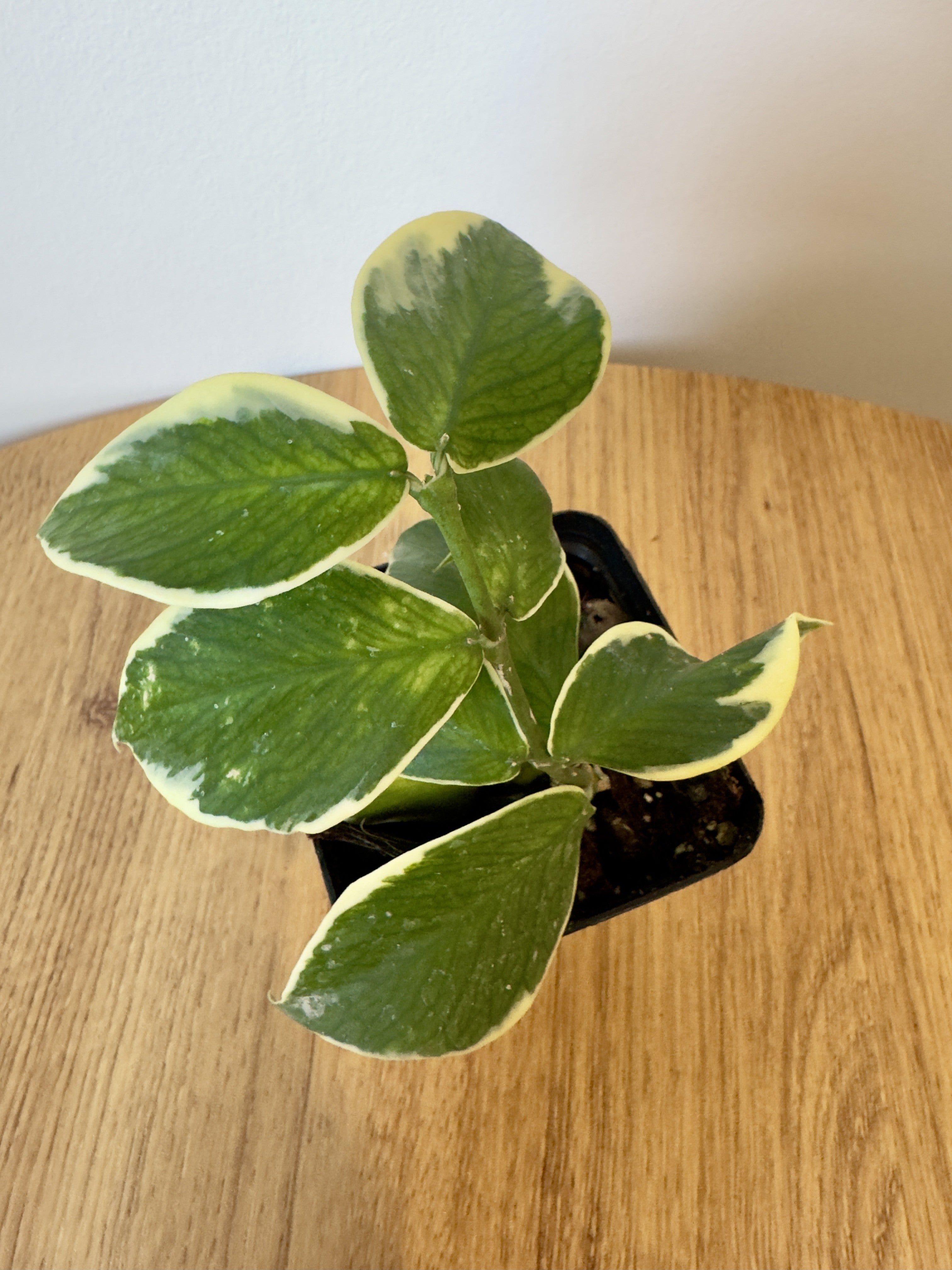 Hoya Polyneura Outer Variegated