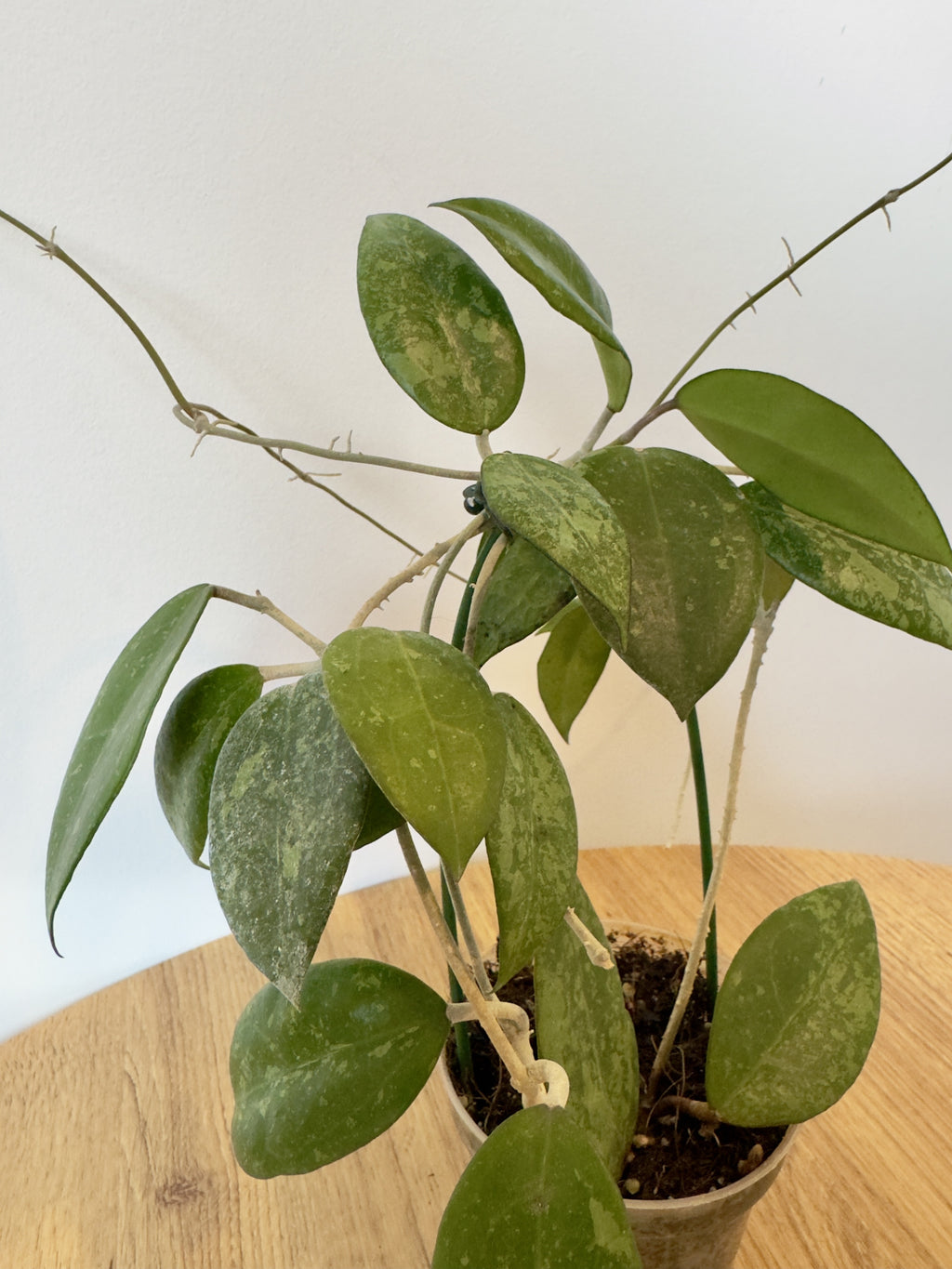 Hoya MA20 Verticilata Splash