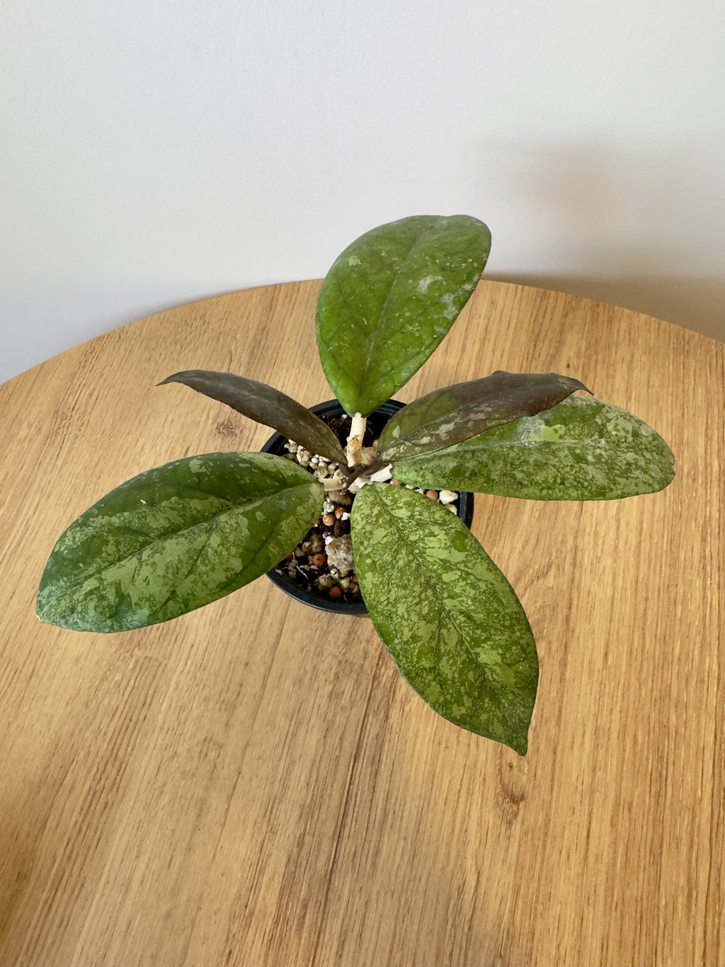 Hoya Blessing