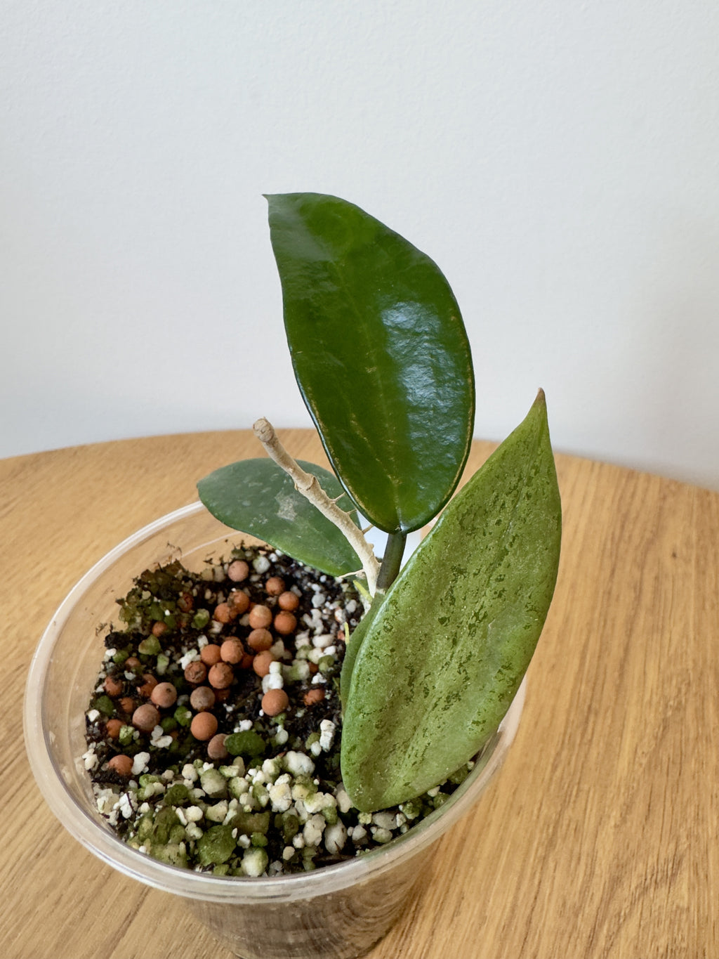 Hoya Silver Lady