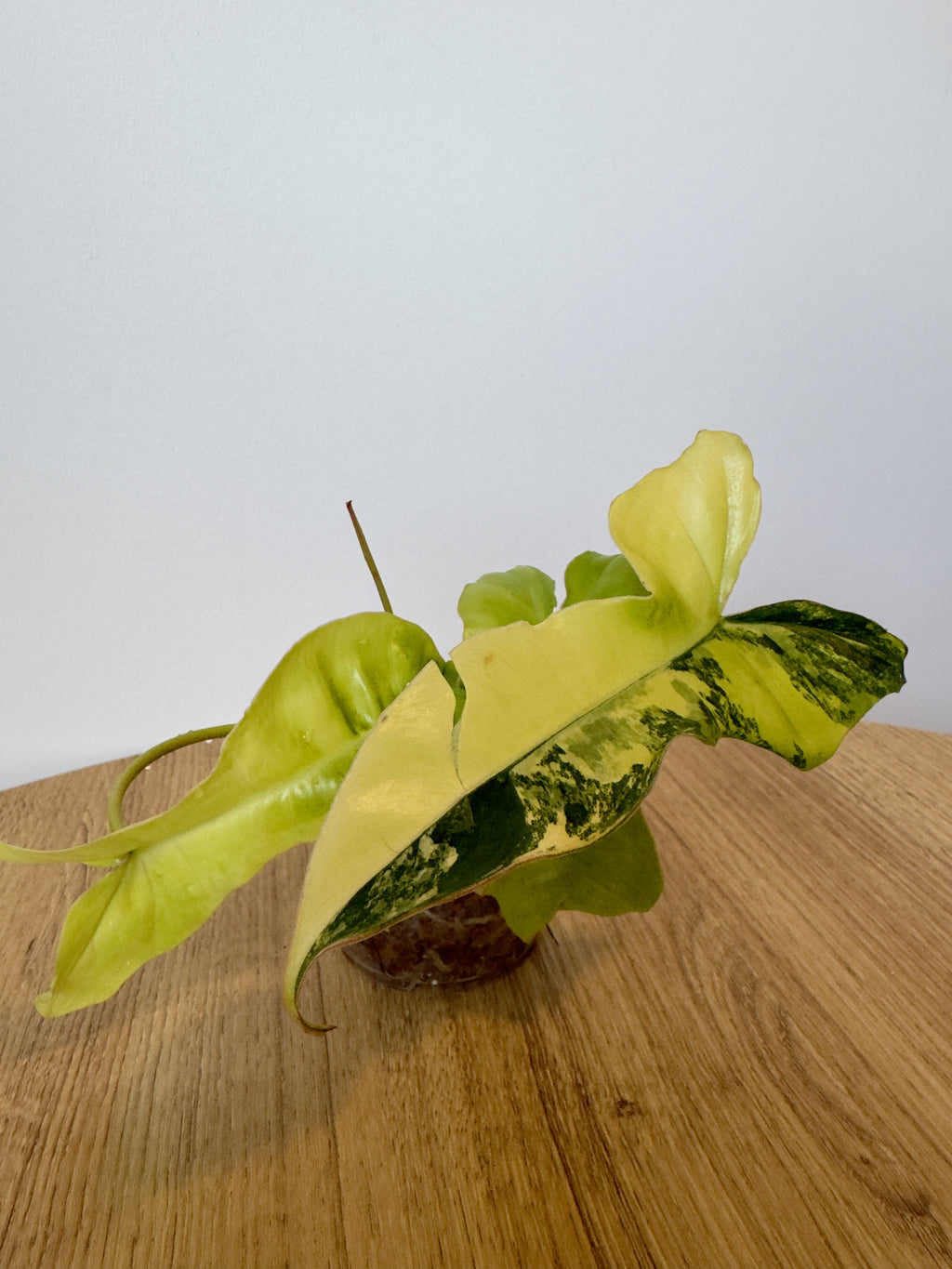 Philodendron 'Jennifer' Variegated (Billiteae Variegated x Florida Beauty)
