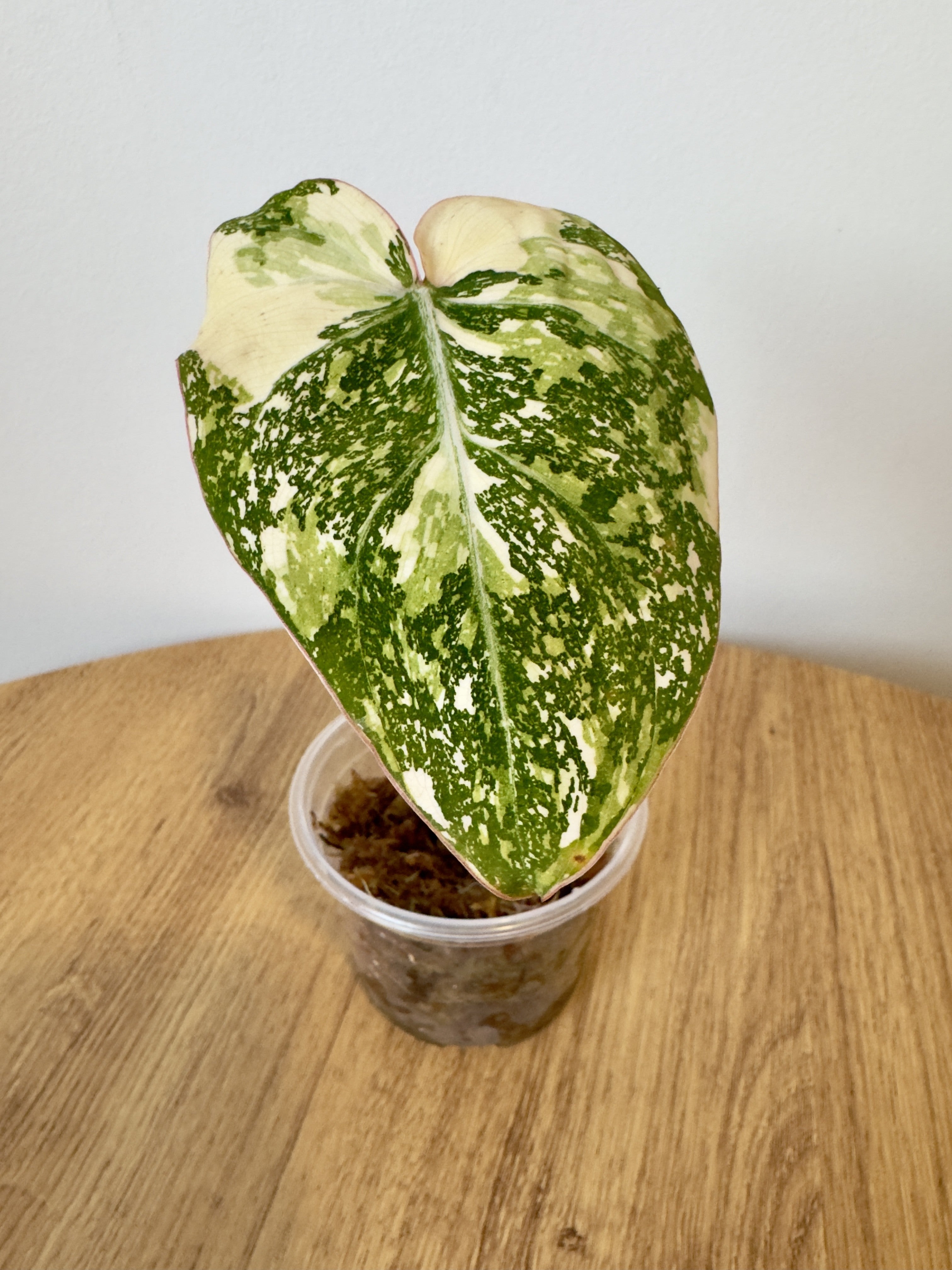 Philodendron Gloriosum Variegated