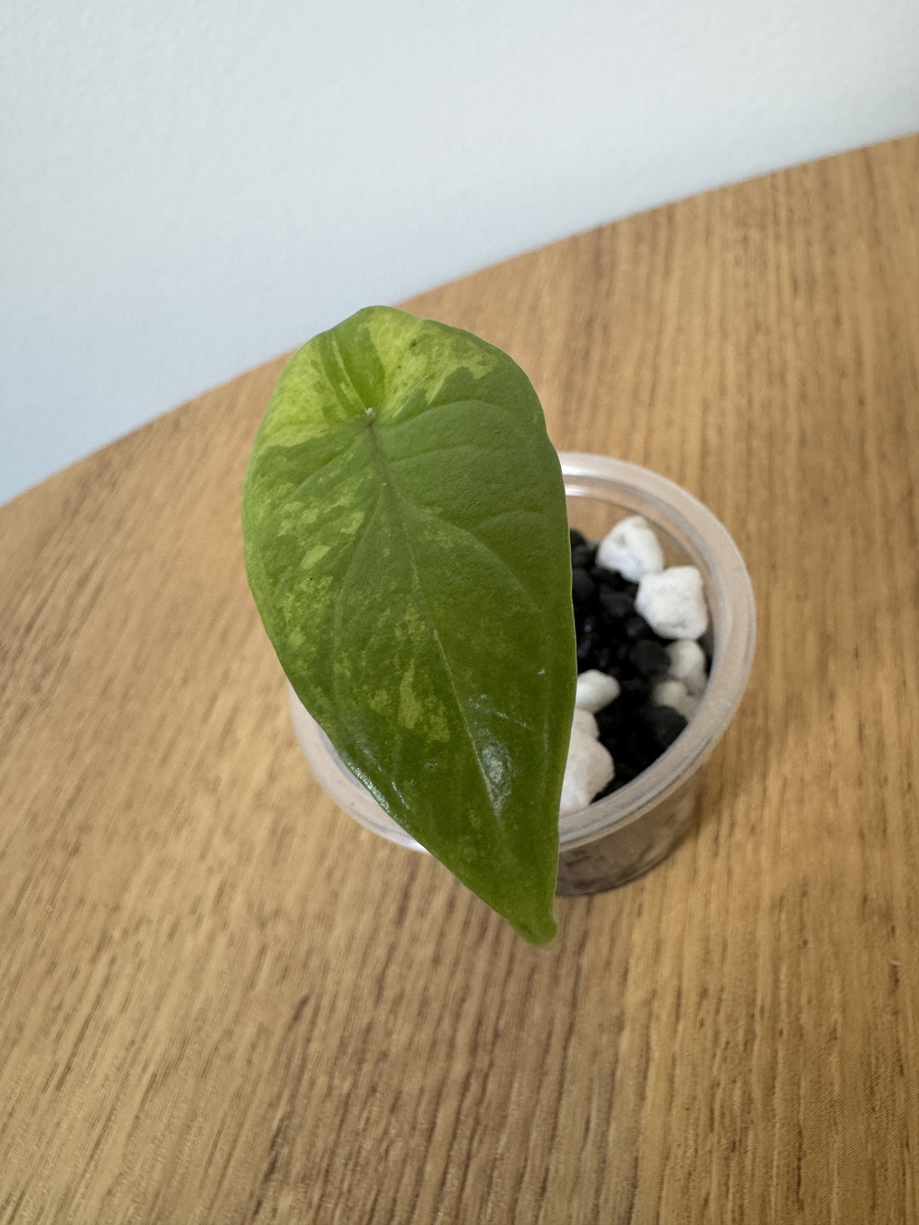 Alocasia Scalprum Mint