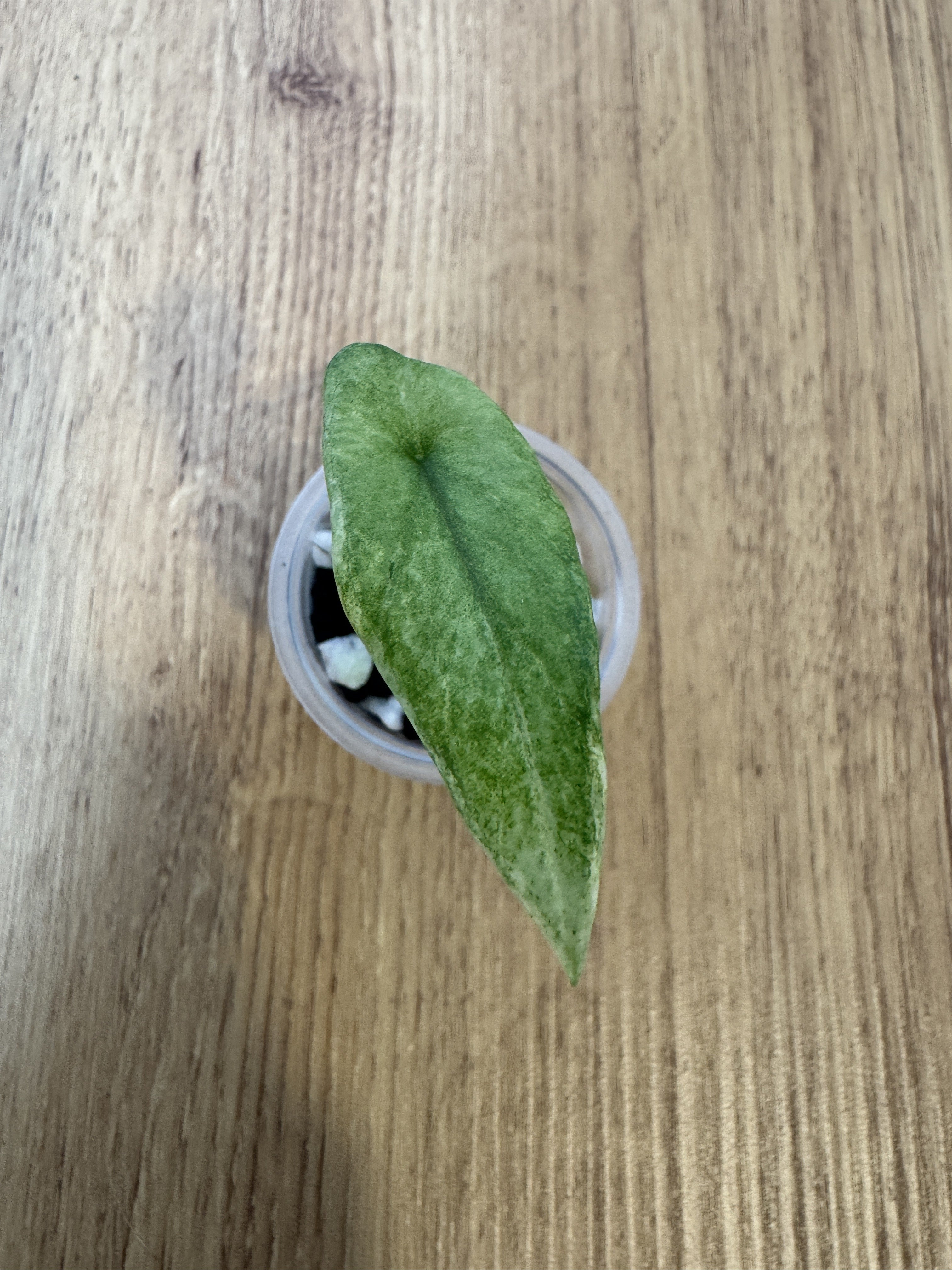 Alocasia Scalprum Mint