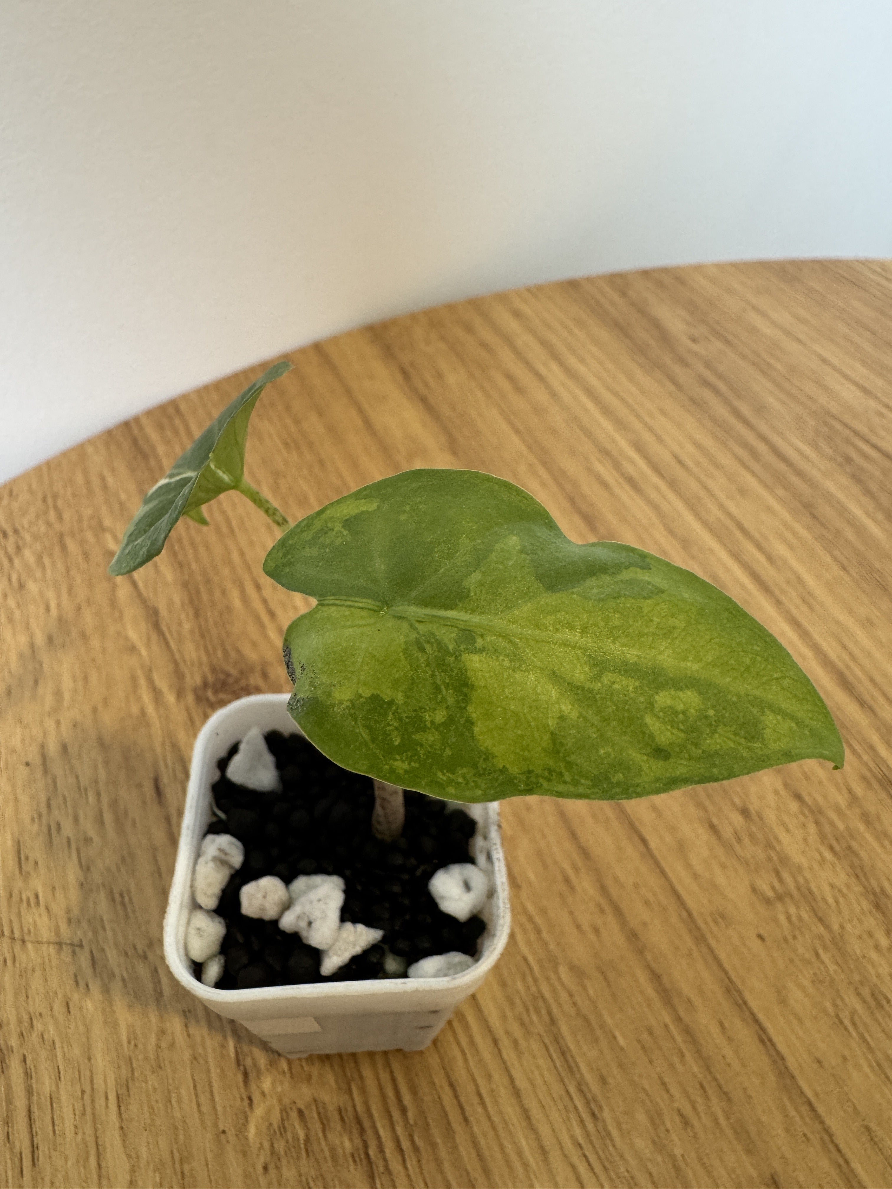 Alocasia Flemingiana Albo
