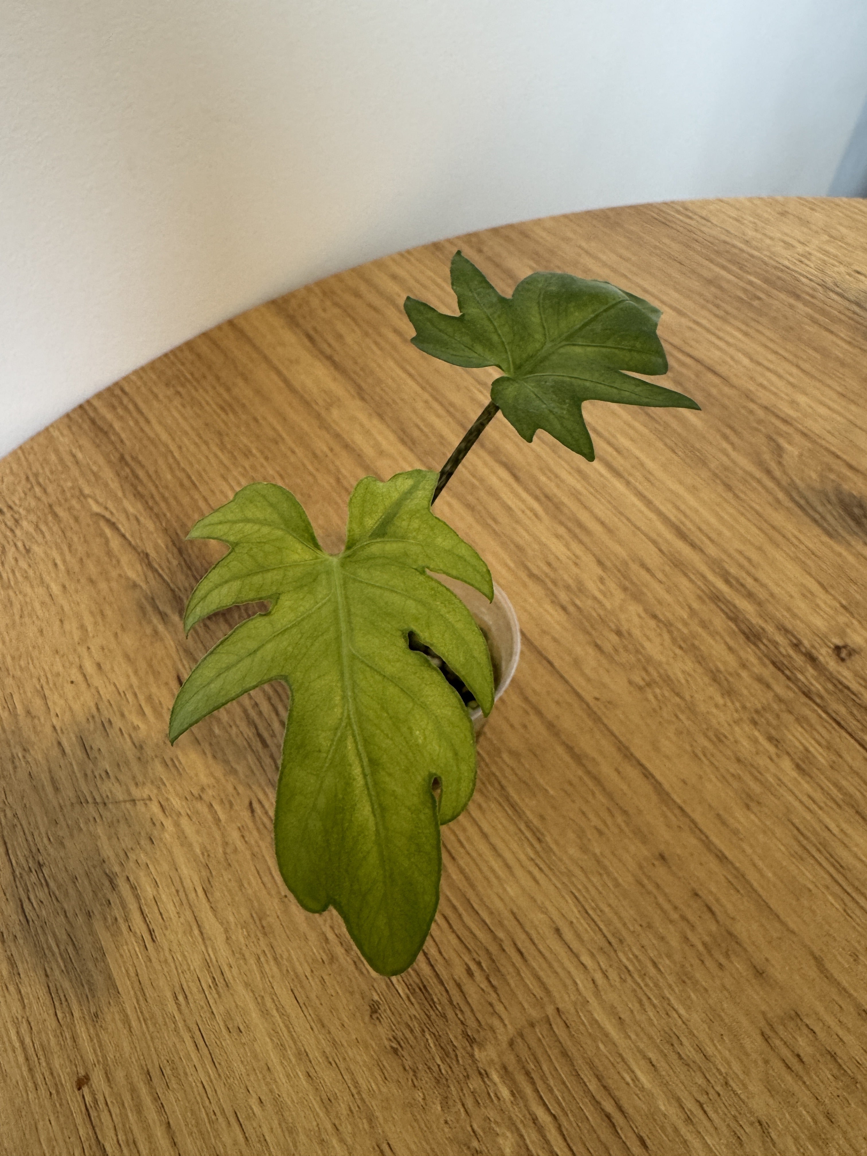 Alocasia Brancifolia Albo