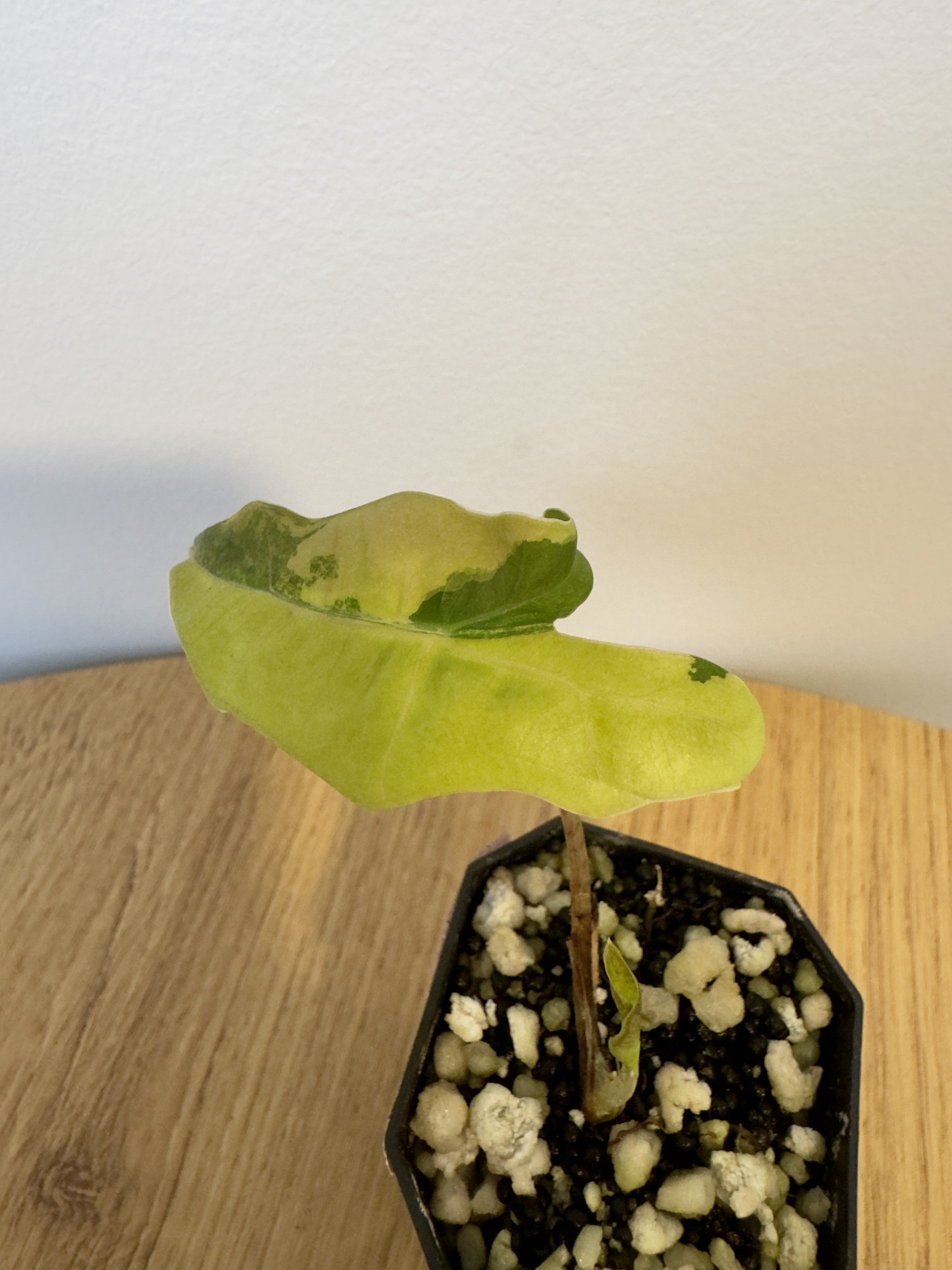 Alocasia Pseudo Aurea