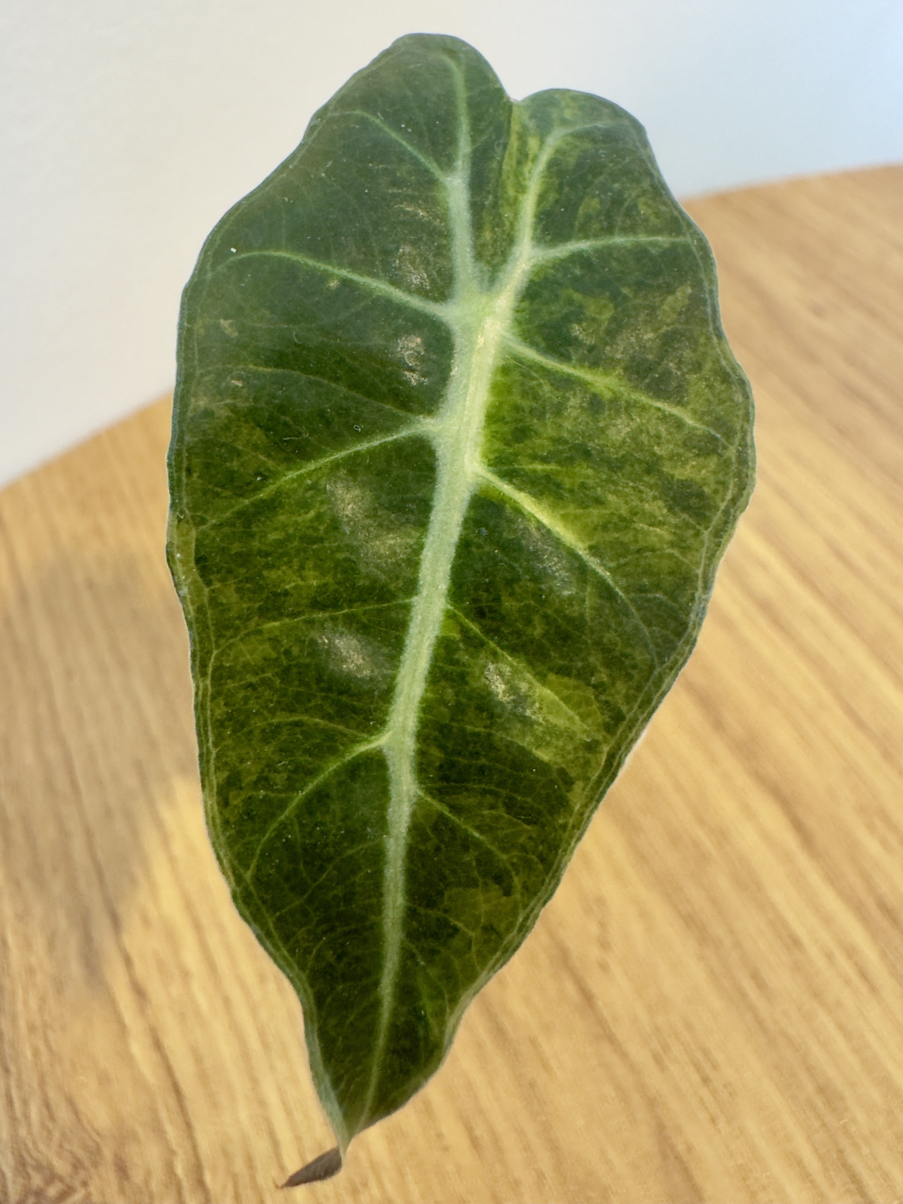 Alocasia Pseudo Aurea