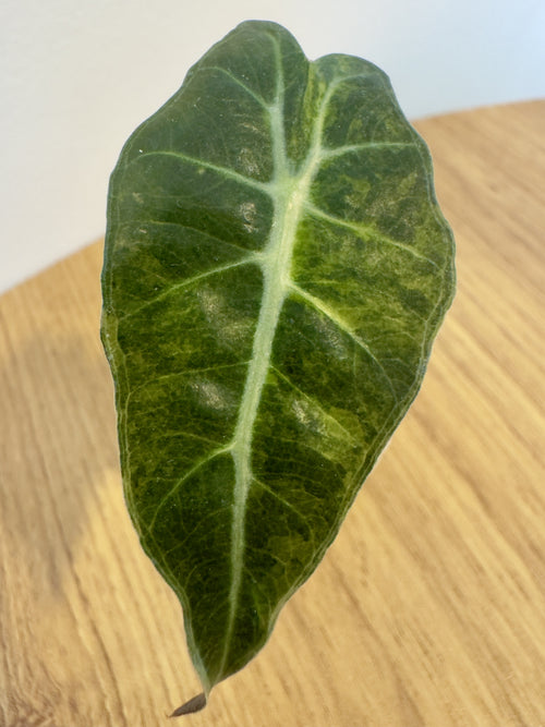 Alocasia Amazonica Splash