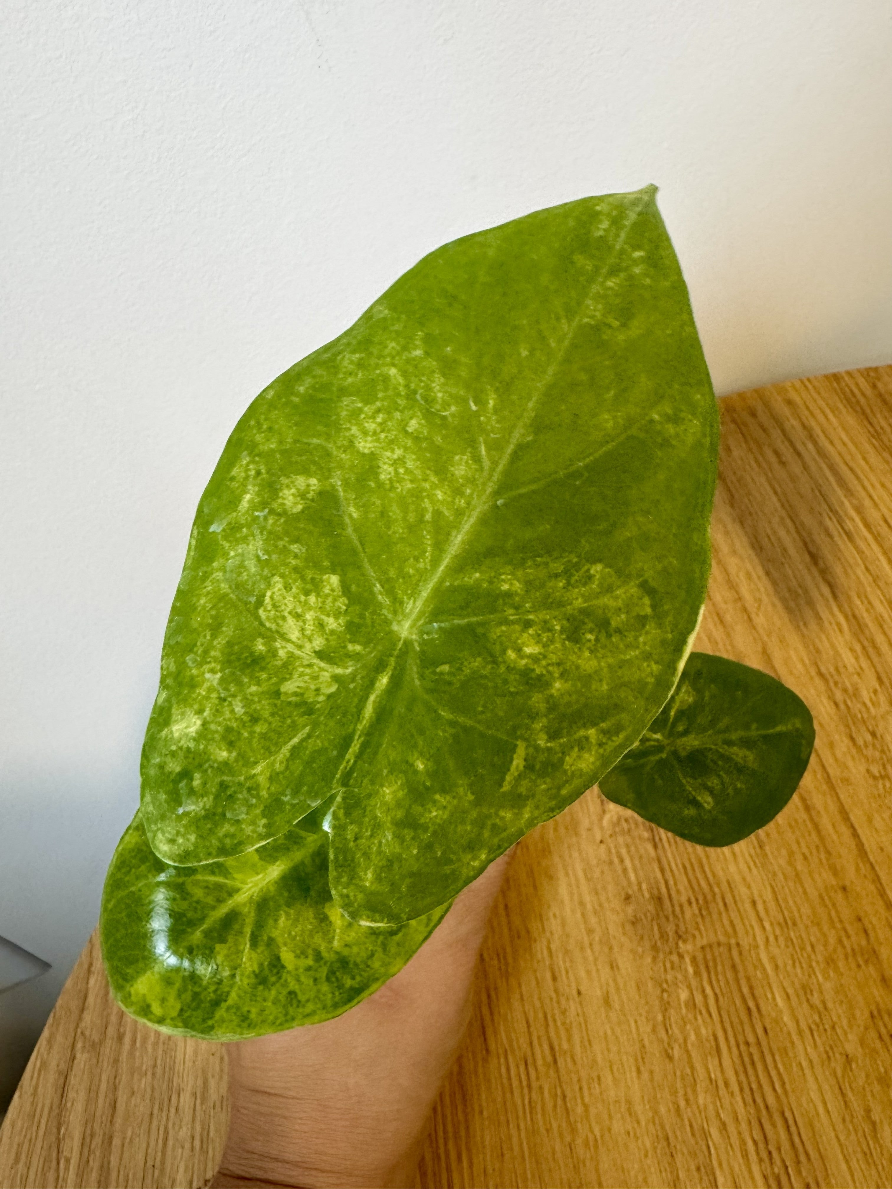 Alocasia Pink Dragon Aurea