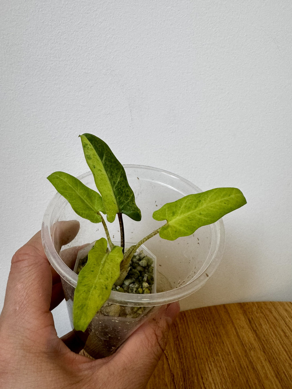 Alocasia Lauterbachiana Aurea