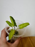 Alocasia Lauterbachiana Aurea