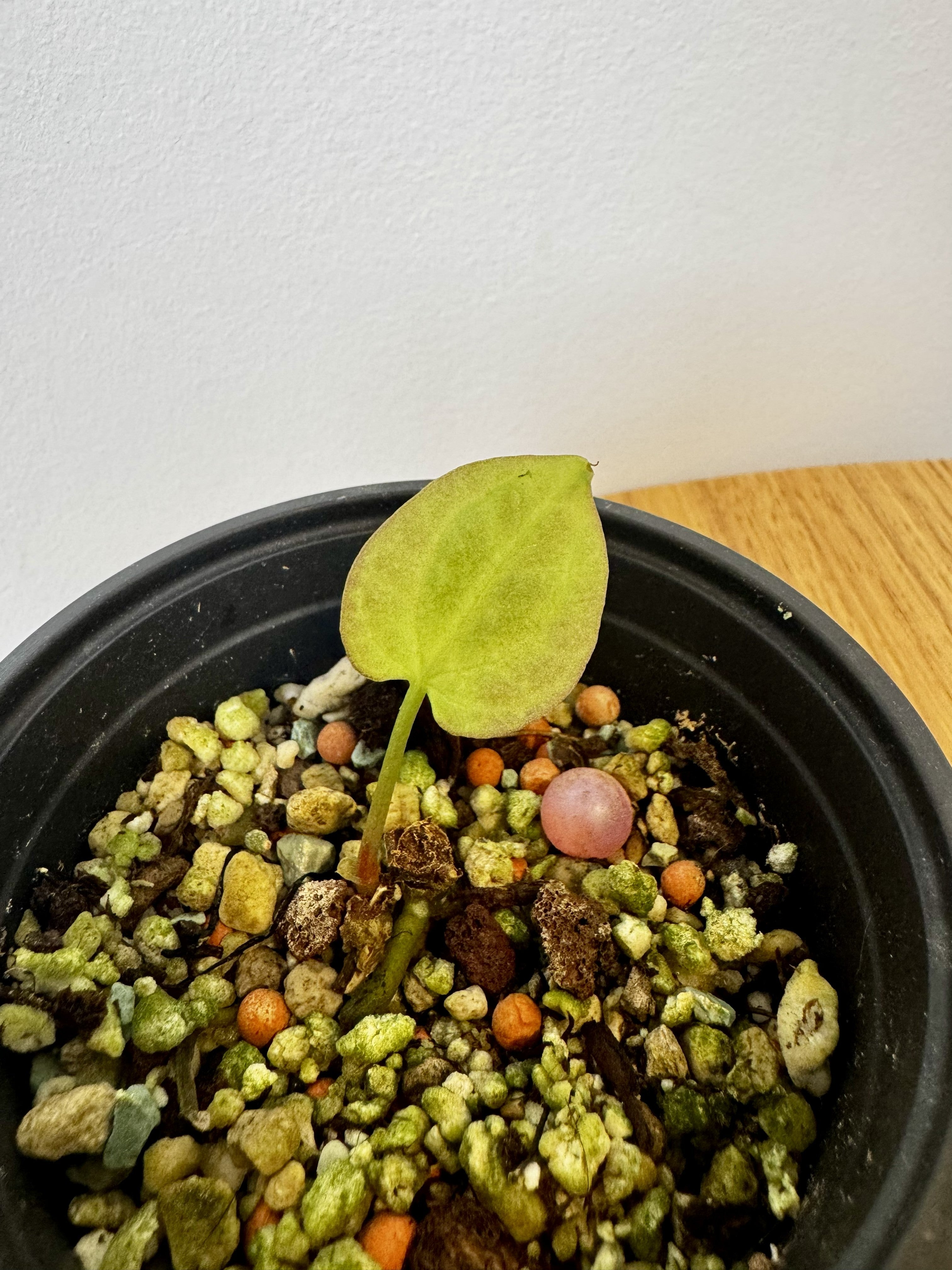 Anthurium Antolakii Round x RA1