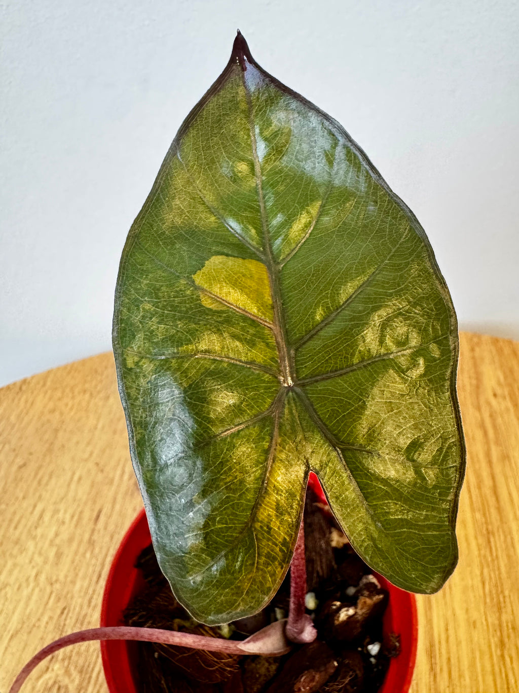 Alocasia Yucatan Princess Aurea
