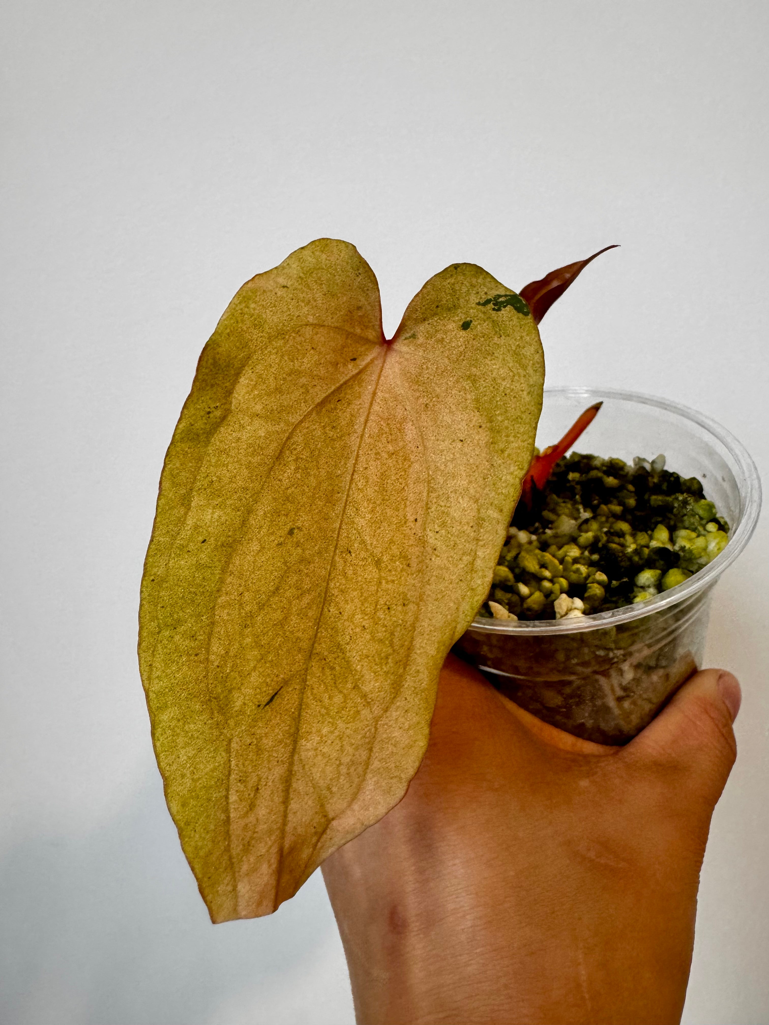 Anthurium Papi x Dark Phoenix Variegated