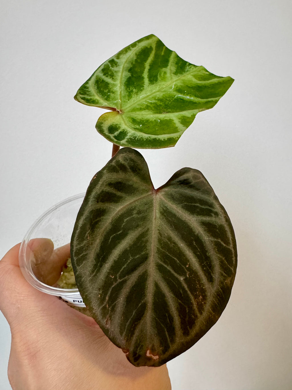 Anthurium Purple HURC
