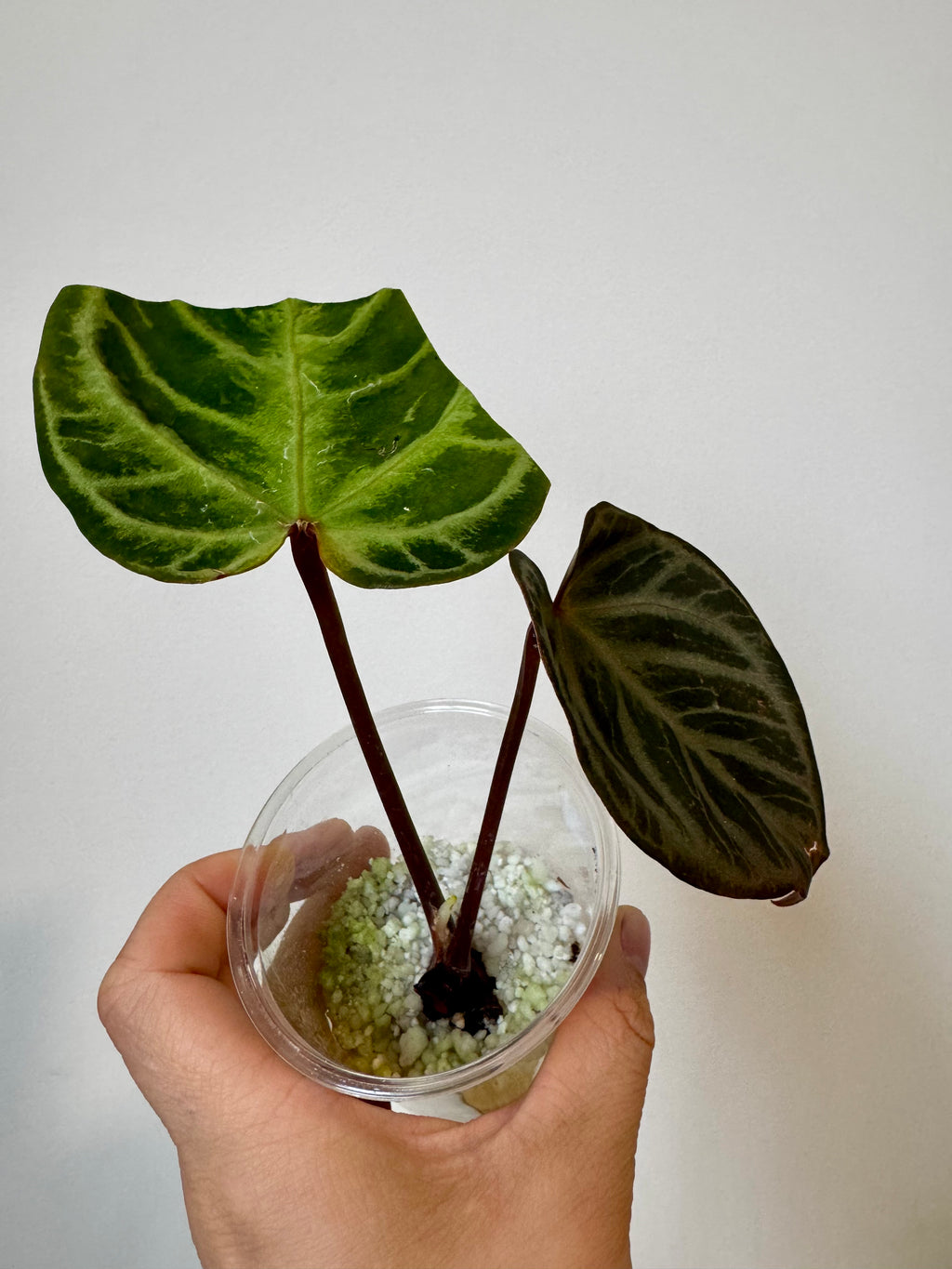 Anthurium Purple HURC
