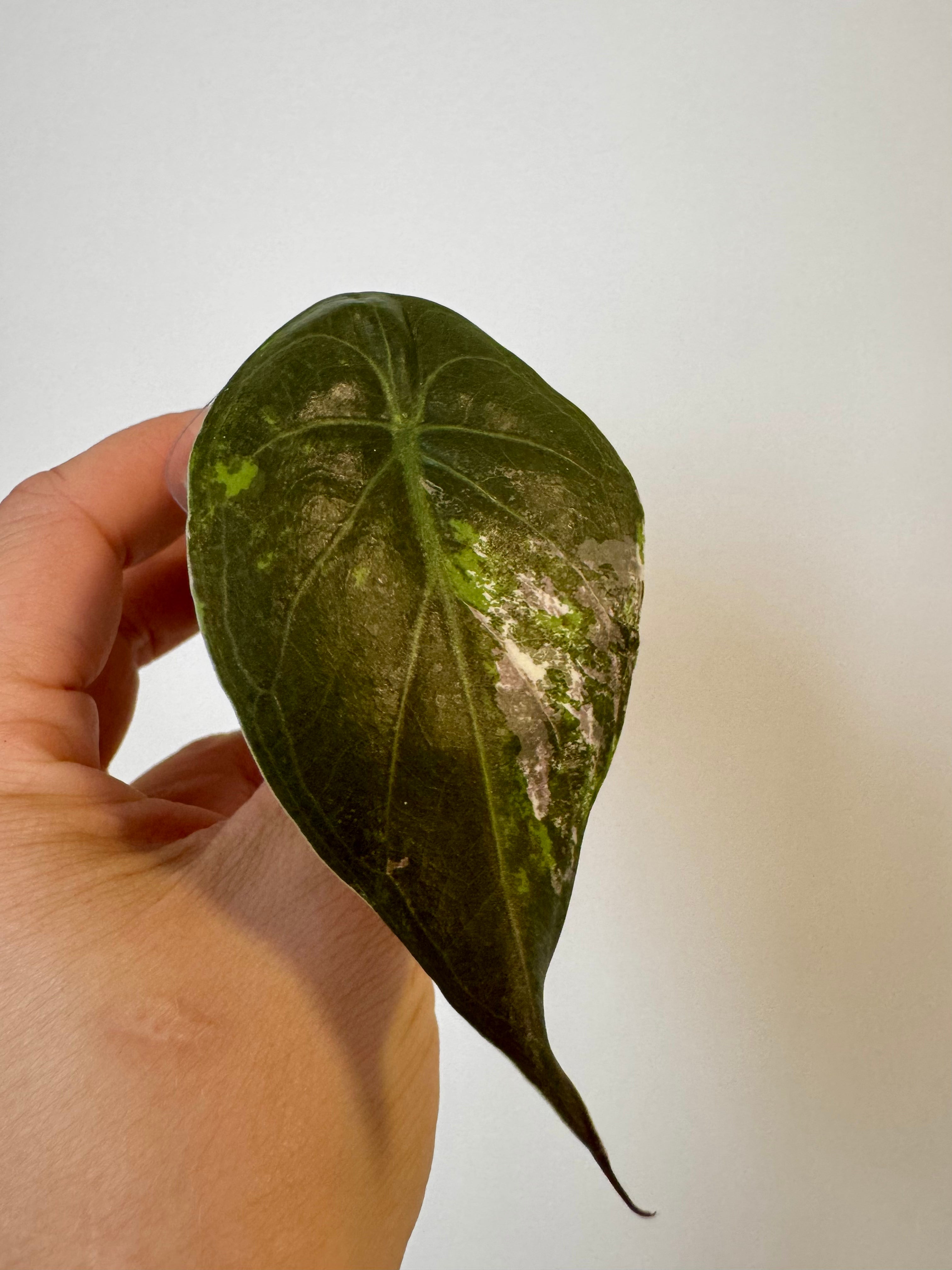 Alocasia Wentii Albo Pink