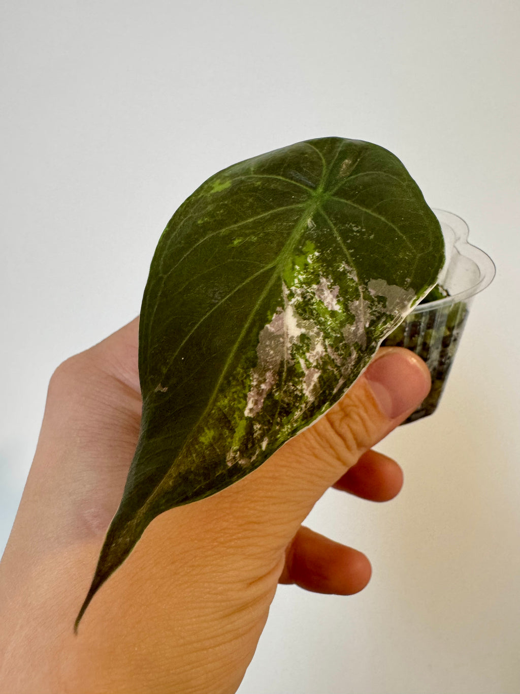 Alocasia Wentii Albo Pink