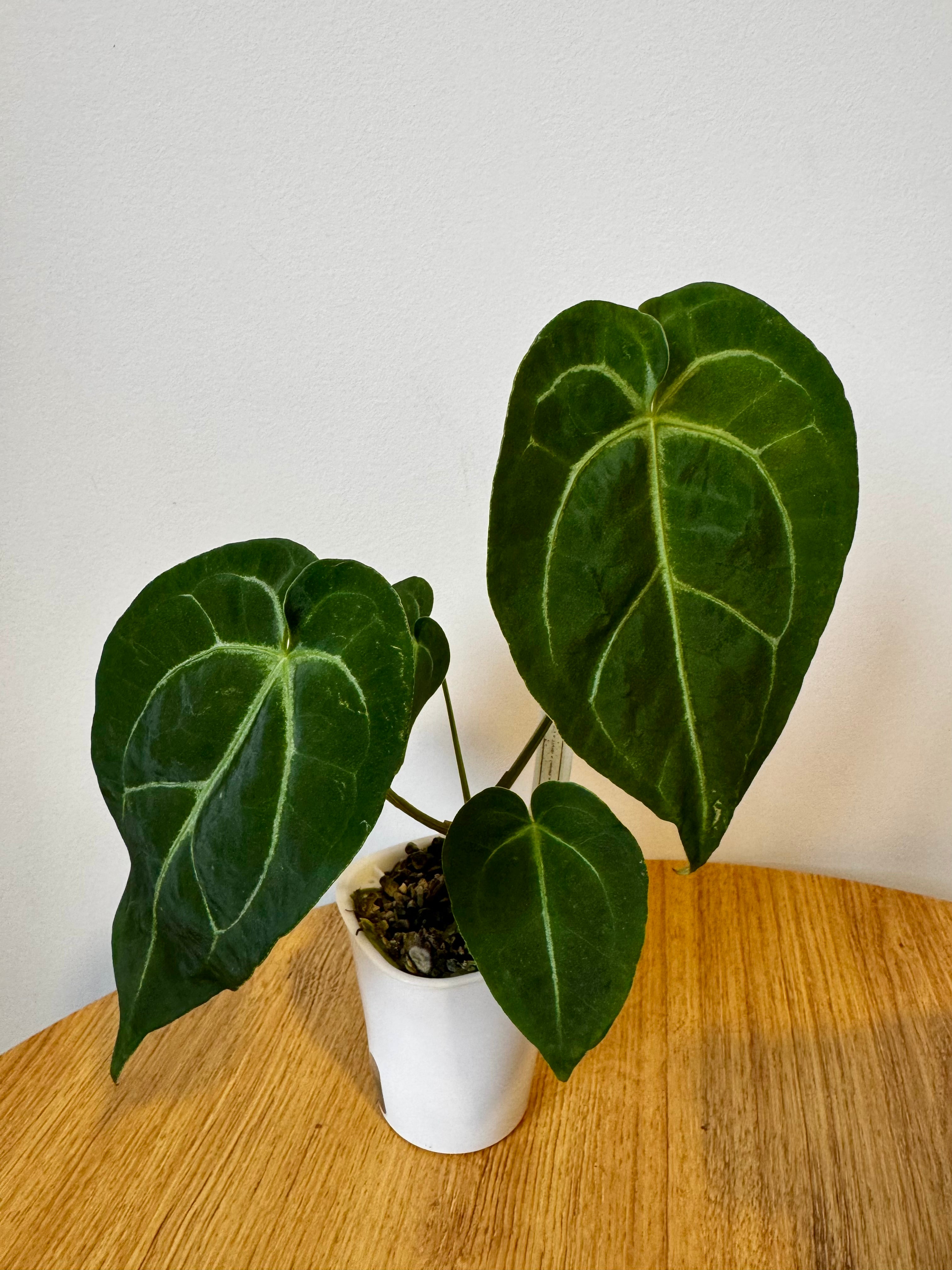 Anthurium (Mag x Bess) x (BVIT x Cry)