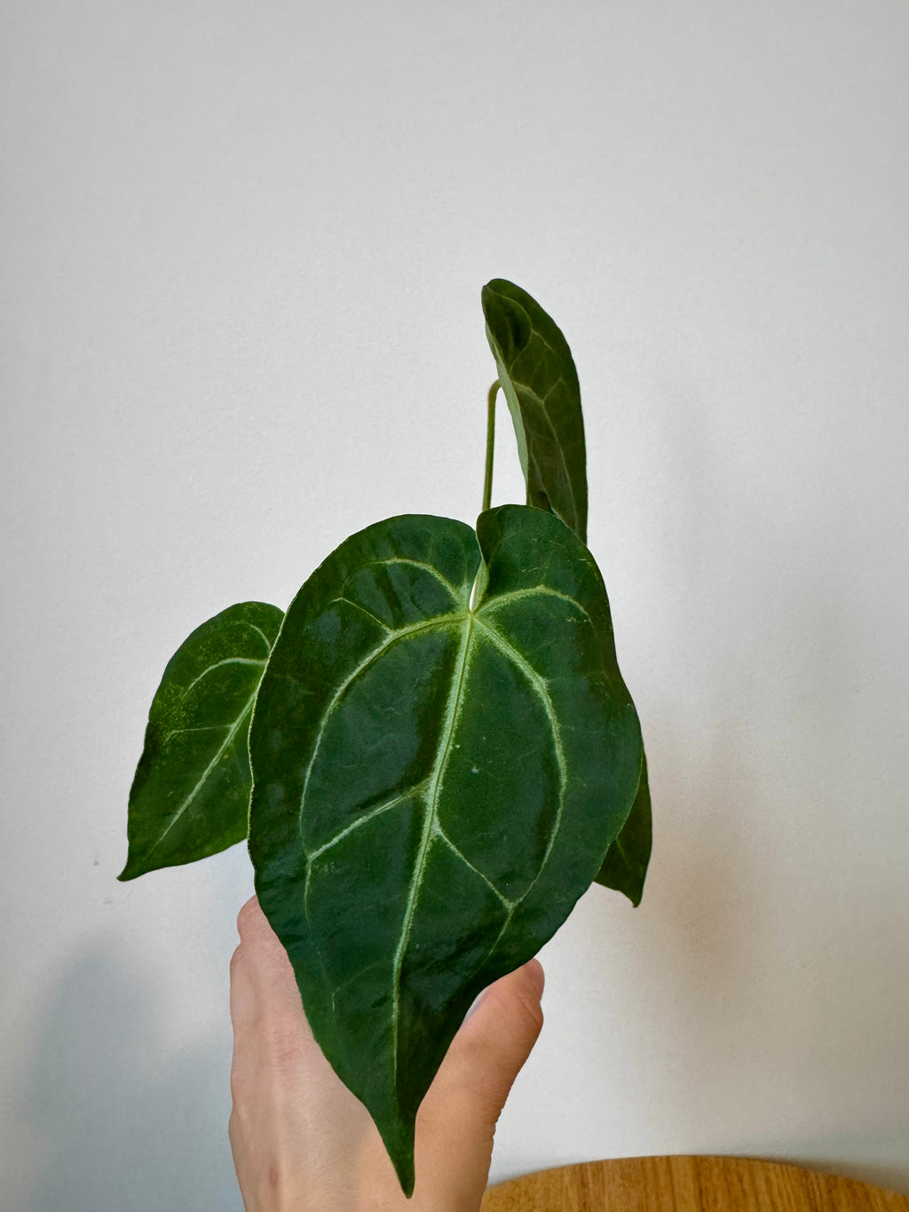 Anthurium (Mag x Bess) x (BVIT x Cry)
