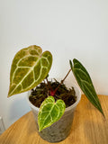 Anthurium Crystallinum Variegated