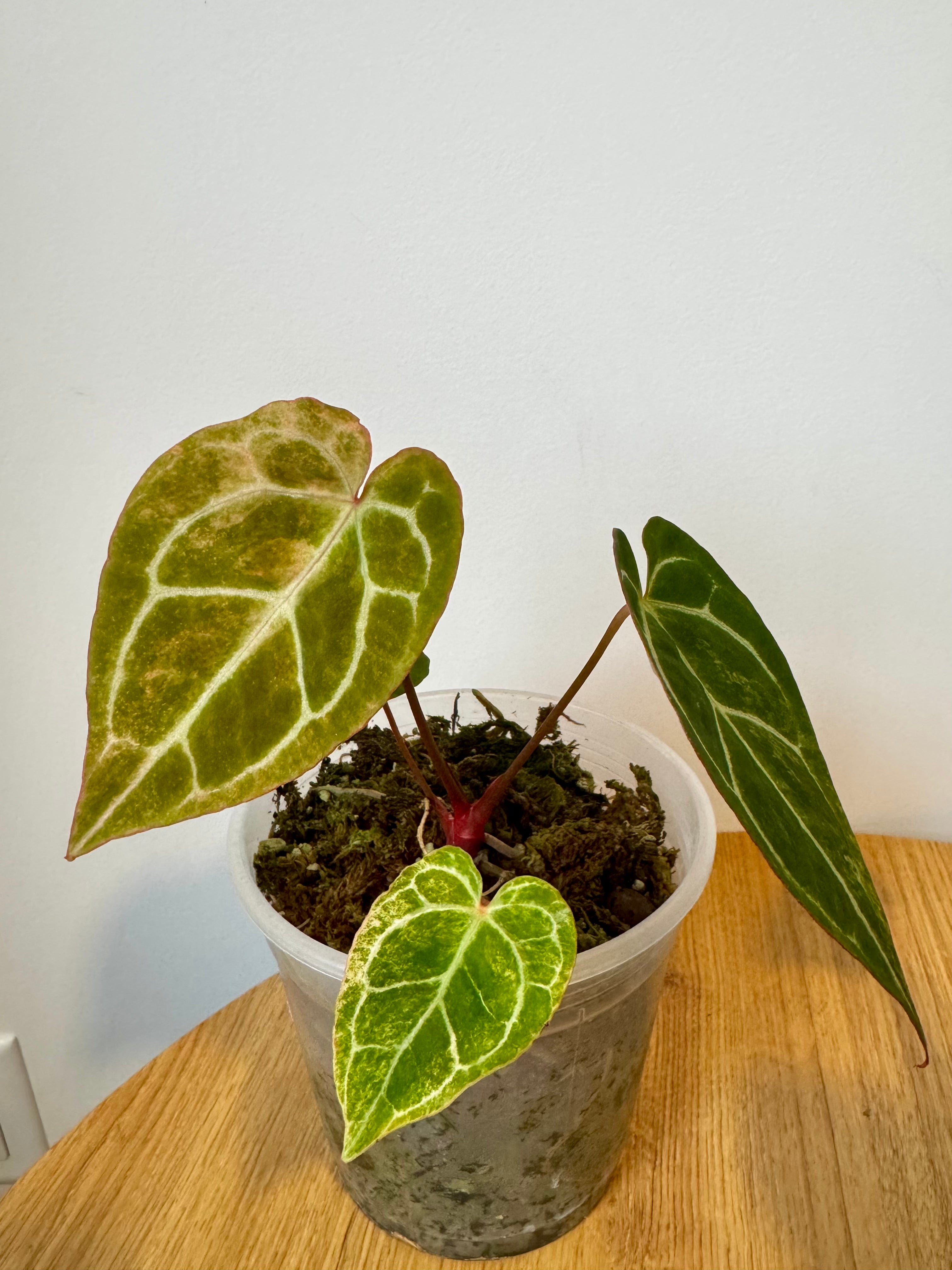 Anthurium Crystallinum Variegated