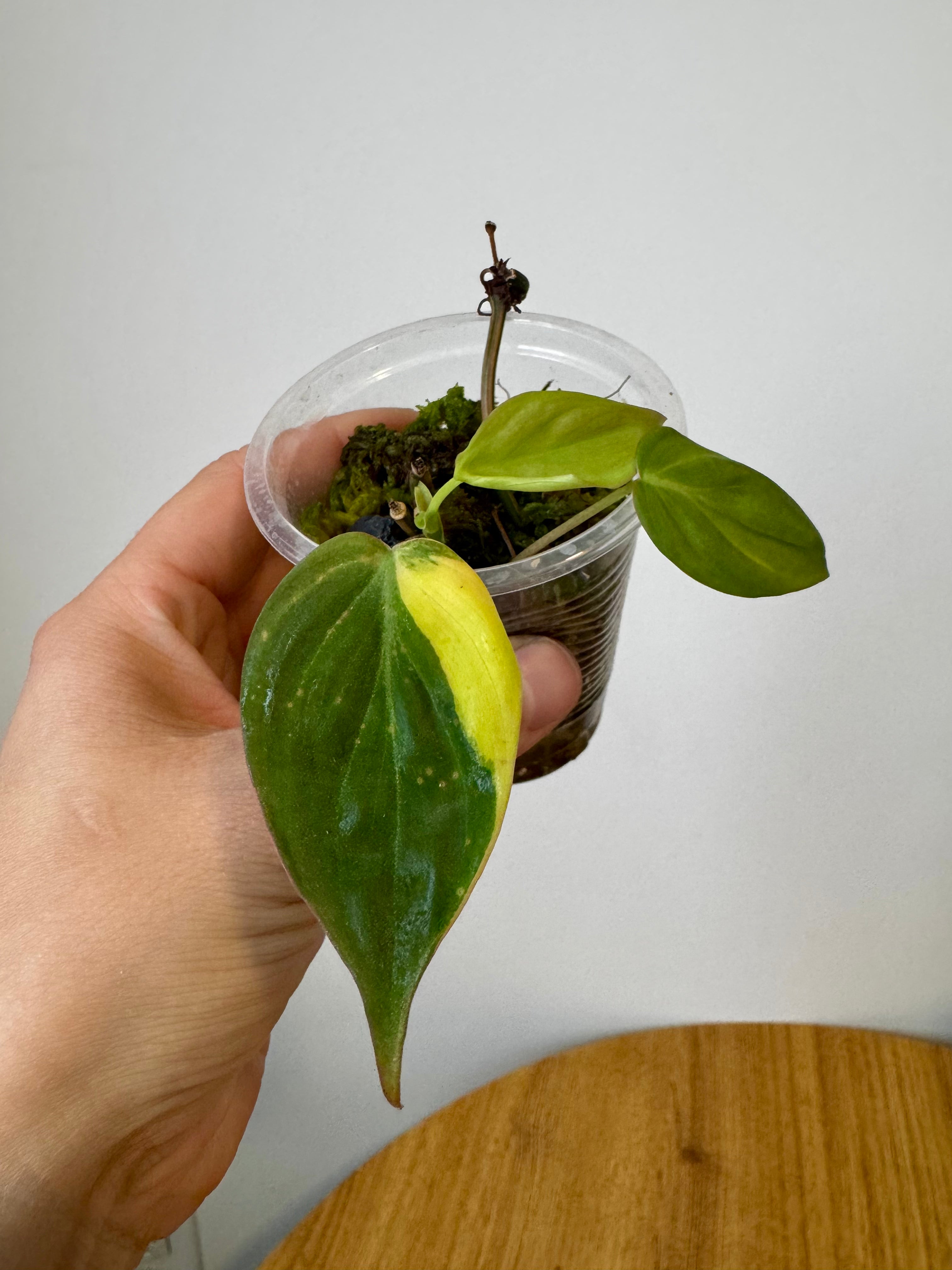 Philodendron Micans Variegated