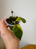Philodendron Micans Variegated