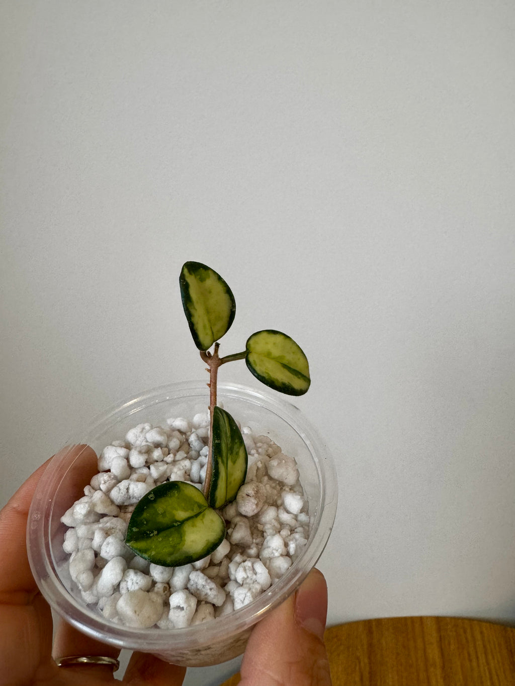 Hoya Mathilde Variegated