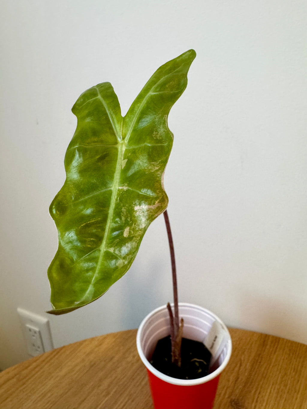 Alocasia Pseudo Aurea