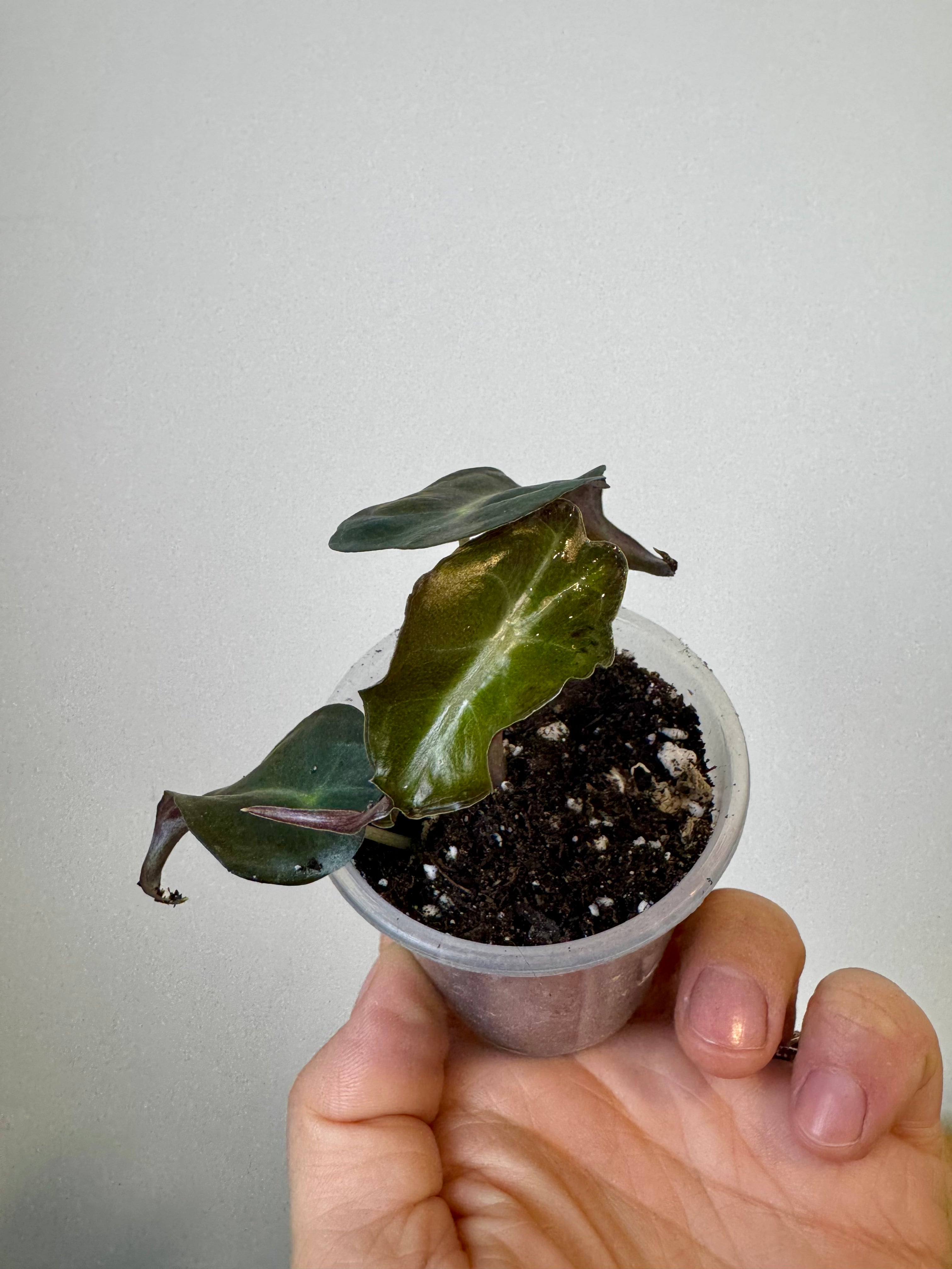 Alocasia Venom